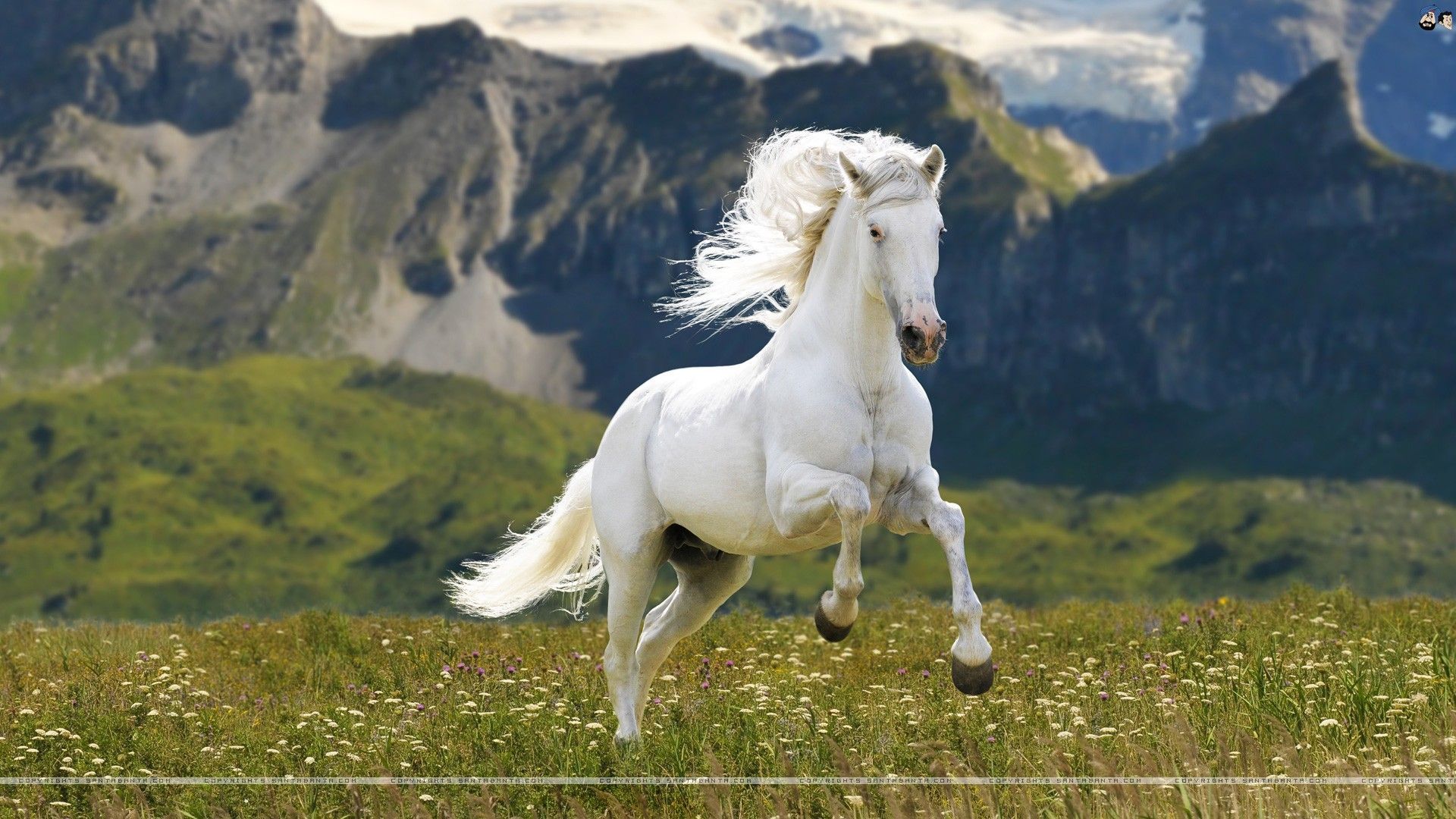 1920X1080 Horse Wallpapers On WallpaperDog 1920X1080 Horse Wallpapers On WallpaperDog