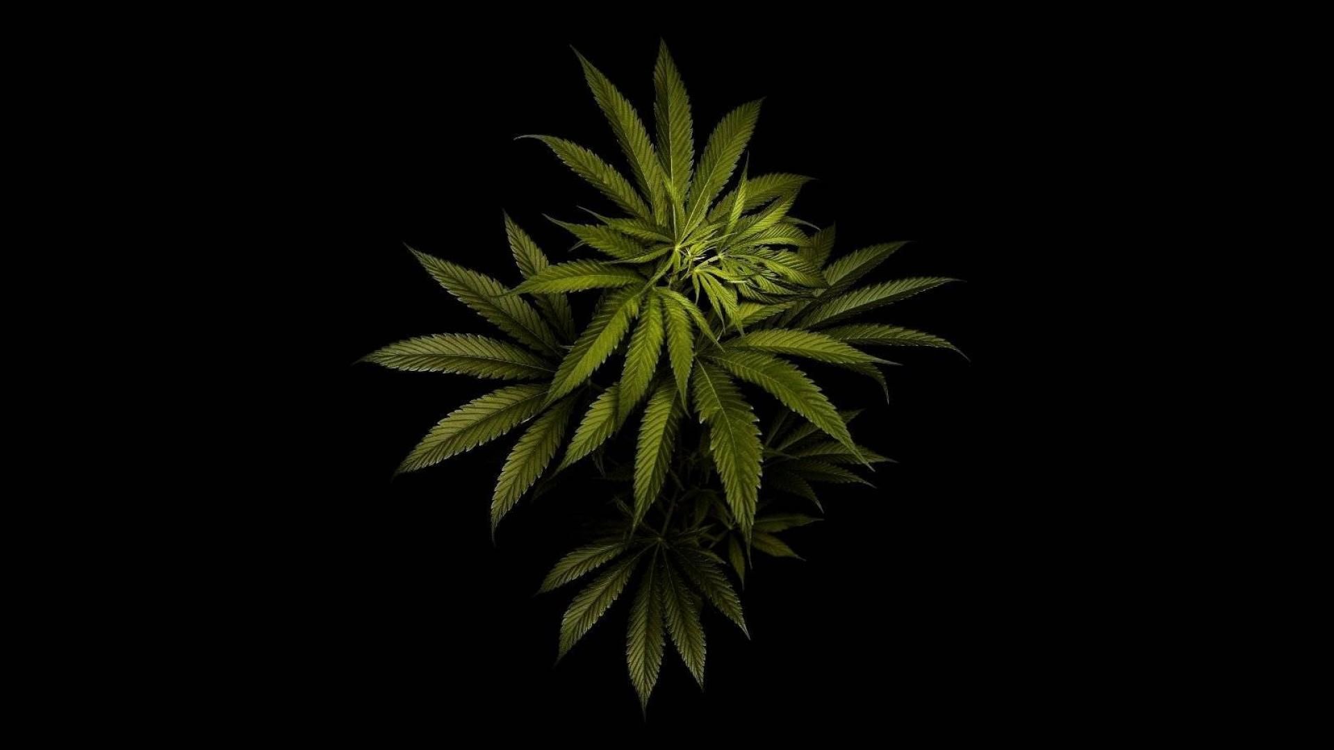 HD Marijuana Wallpapers on WallpaperDog