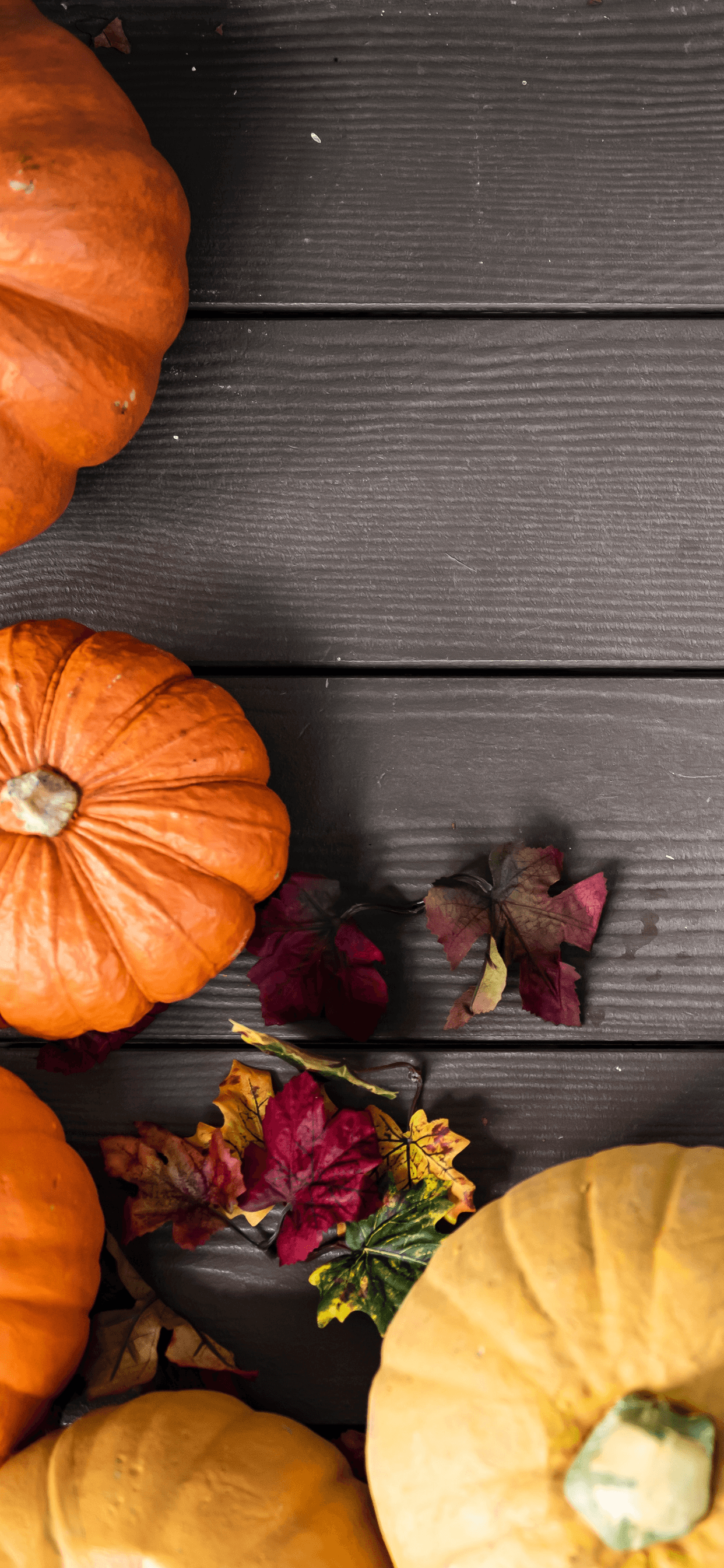 Download Pumpkin wallpapers for mobile phone free Pumpkin HD pictures