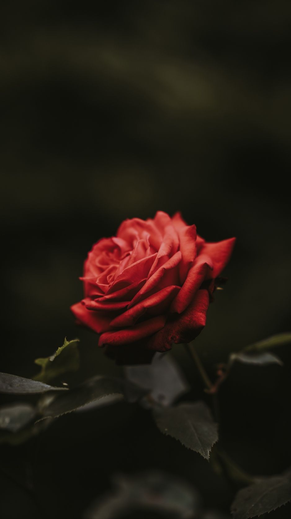 Red Rose Iphone Wallpapers On Wallpaperdog