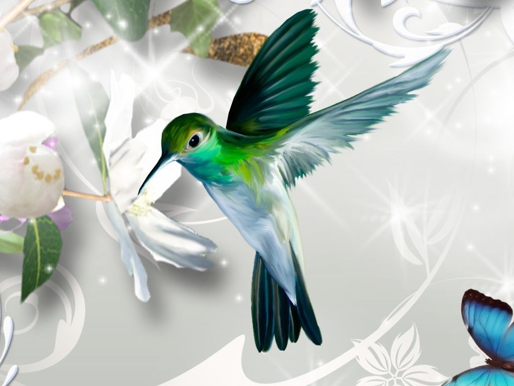 Blue tailed hummingbird HD Wallpapers  HD Wallpapers  ID 22686