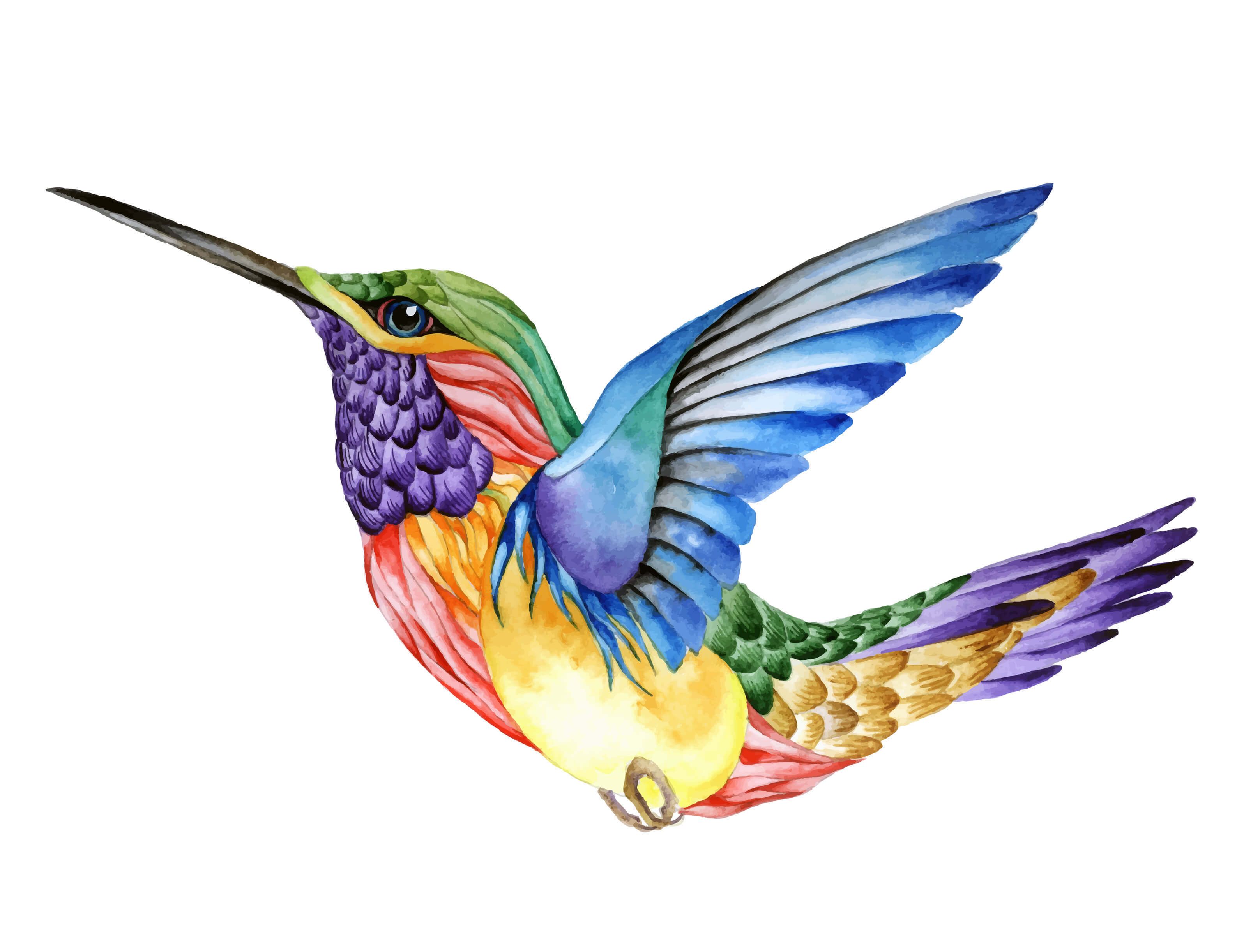 Hummingbird Paintings Wallpapers on WallpaperDog