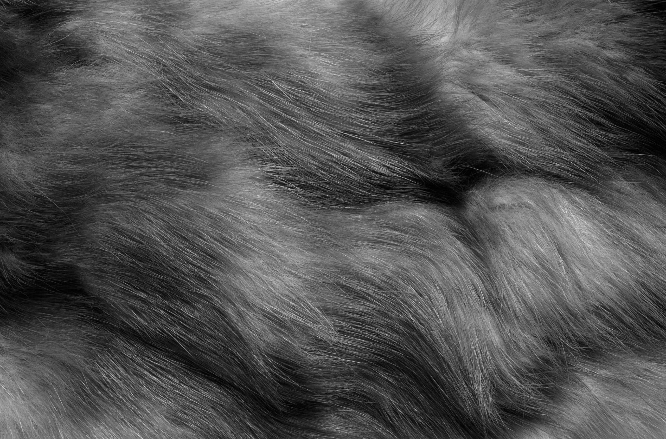 Black Fur Wallpapers on WallpaperDog