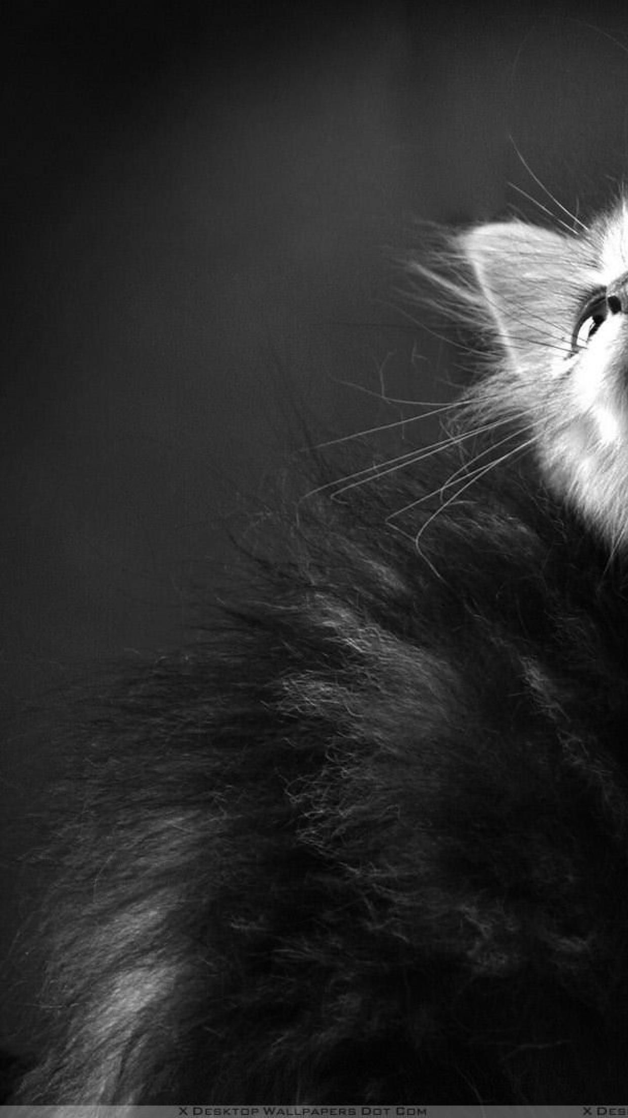 Котята черно белые пушистые