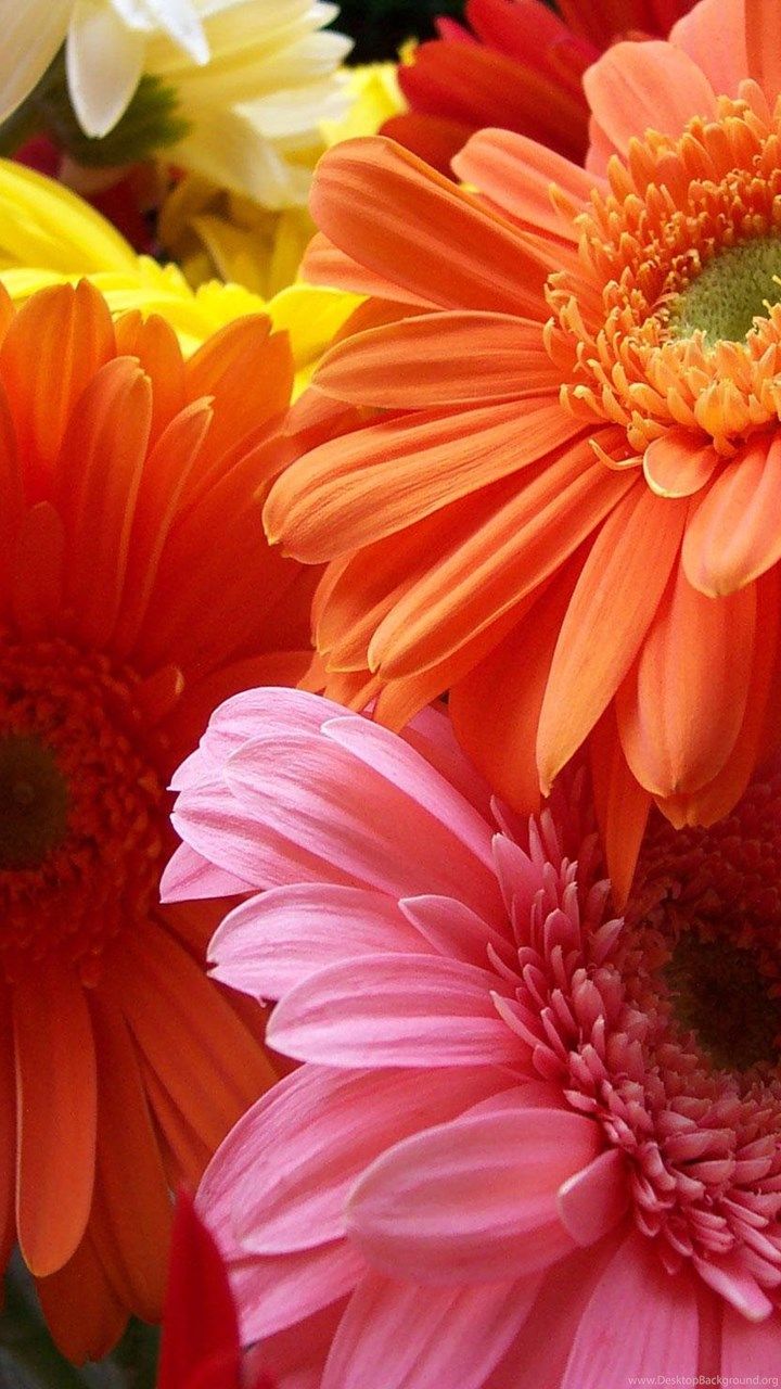 Gerber Daisy Wallpapers on WallpaperDog