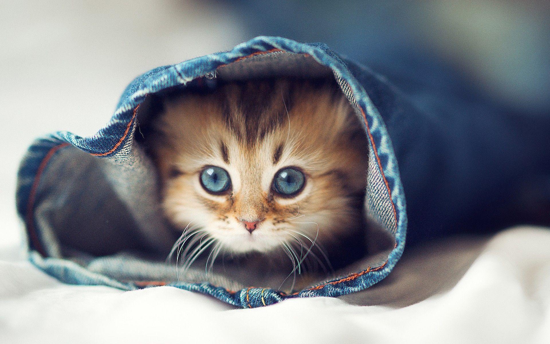 Cute Cat Wallpapers on WallpaperDog