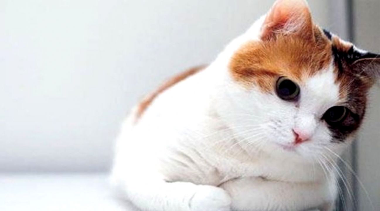 Cute Cat Wallpapers on WallpaperDog