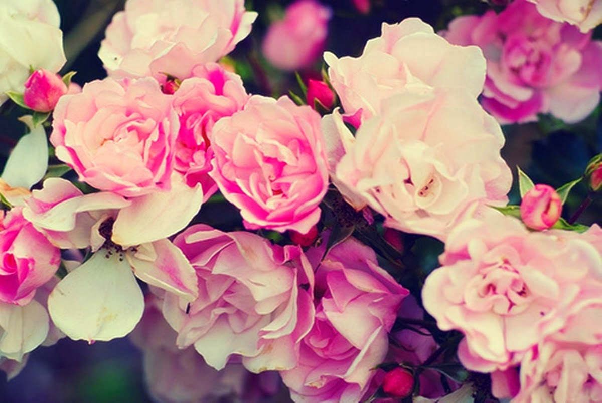 Light Pink Roses Wallpapers on WallpaperDog