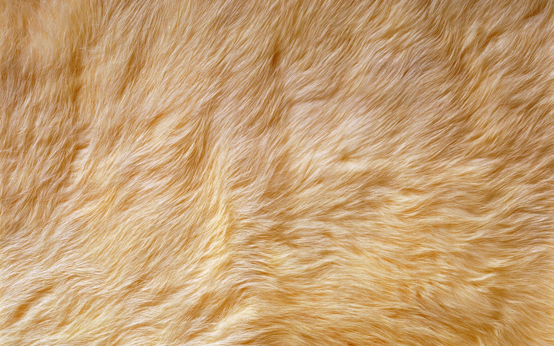 Animal Fur Wallpapers on WallpaperDog