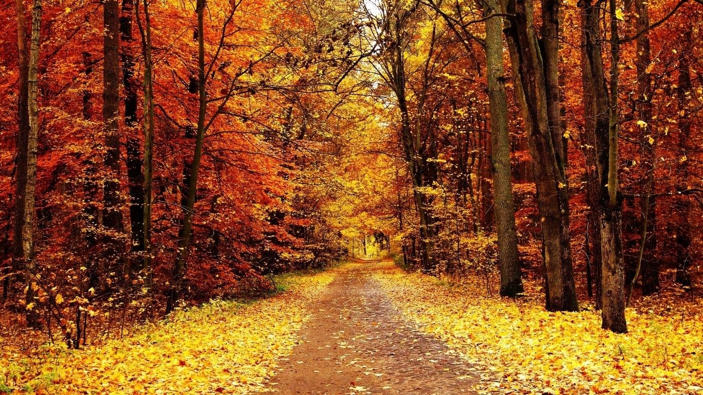 Fall Nature Wallpapers on WallpaperDog