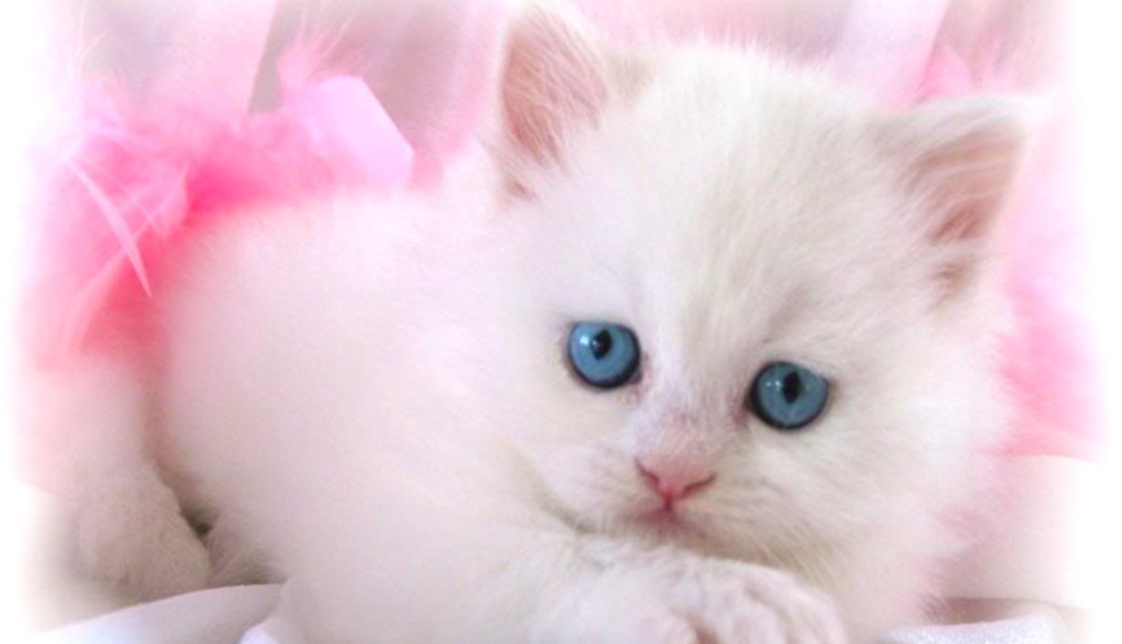 Hãy khám phá bức tranh tuyệt đẹp về chiếc mèo hồng đáng yêu này! Sắc hồng tươi tắn của nó sẽ khiến bạn đắm chìm trong tình yêu với những con mèo. Điều này chắc chắn sẽ làm đôi mắt bạn tinh thần hơn và đem lại cảm giác vui vẻ sảng khoái.