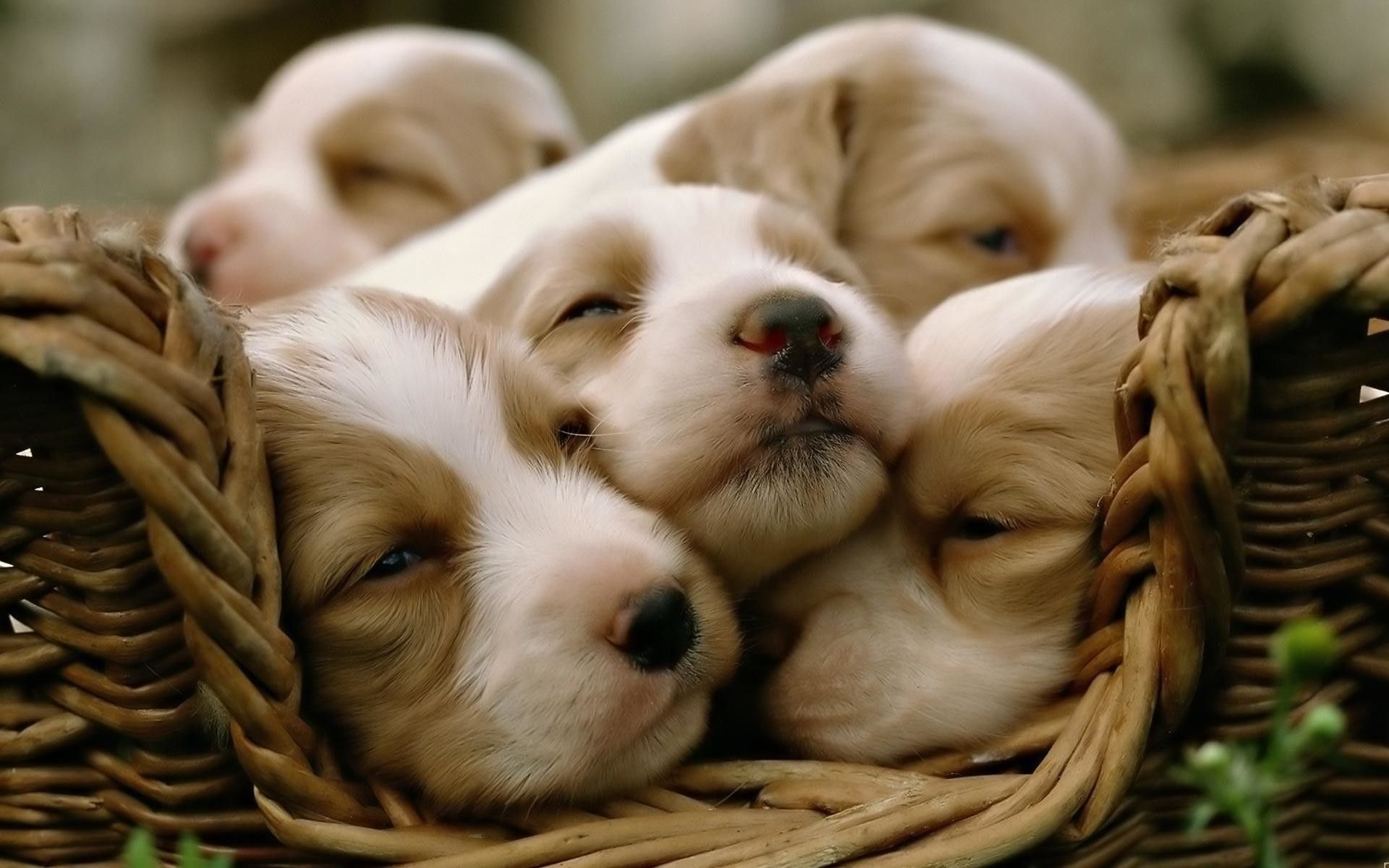Cute Puppy Desktop Wallpapers on WallpaperDog
