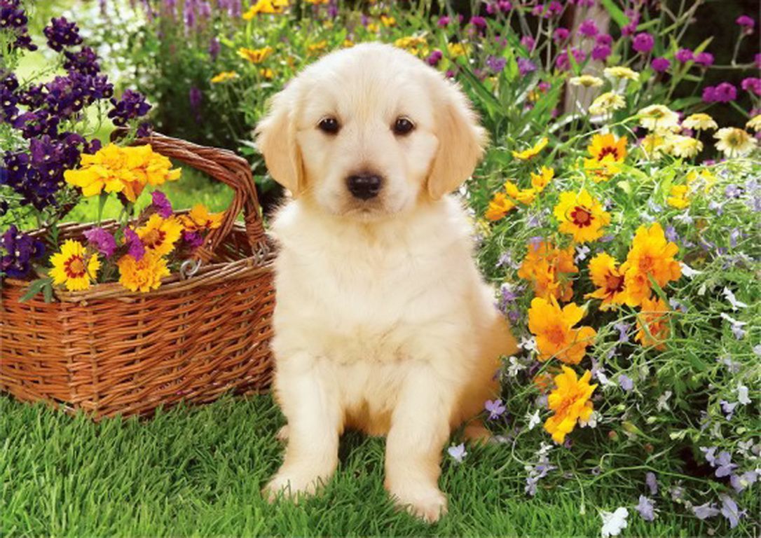 Flowers And Puppies Wallpapers On WallpaperDog Flowers And Puppies Wallpapers On WallpaperDog