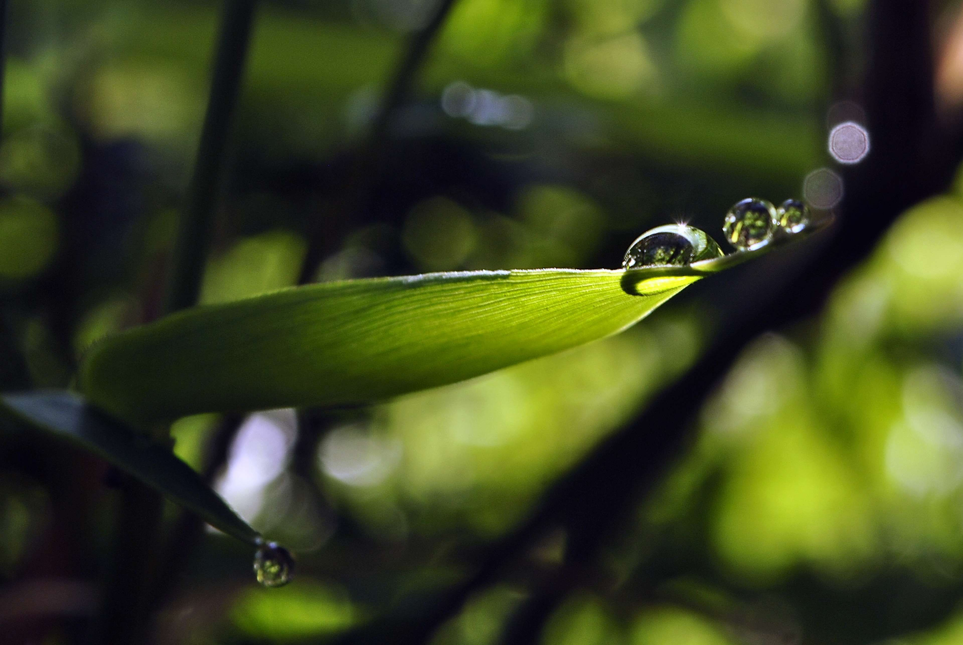 Morning dew. Morning Dew 4. Диковинные редкие растения роса спирали лозы.