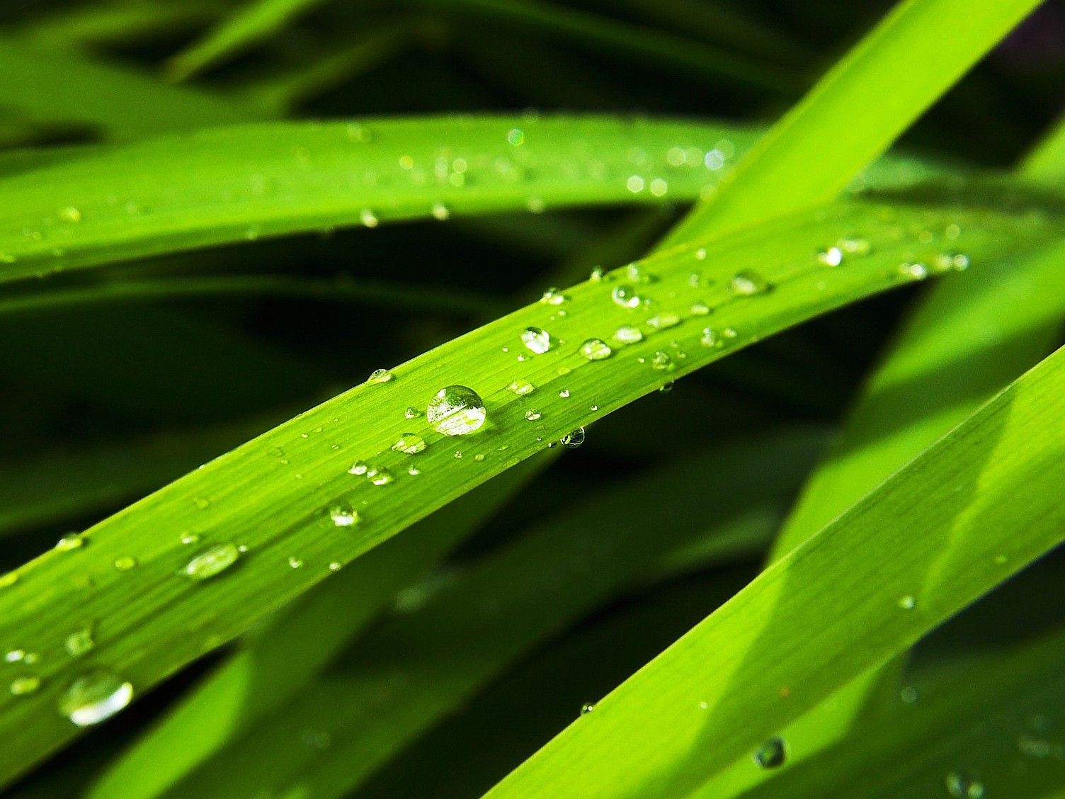 1504x1128 Morning, Dew, Cool Nature Wallpapers, Amazing Landscape, Widescreen