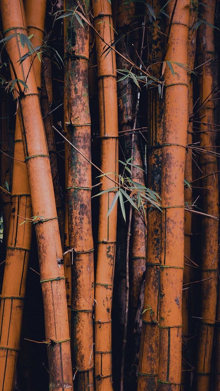 Bamboo iPhone Wallpapers on WallpaperDog