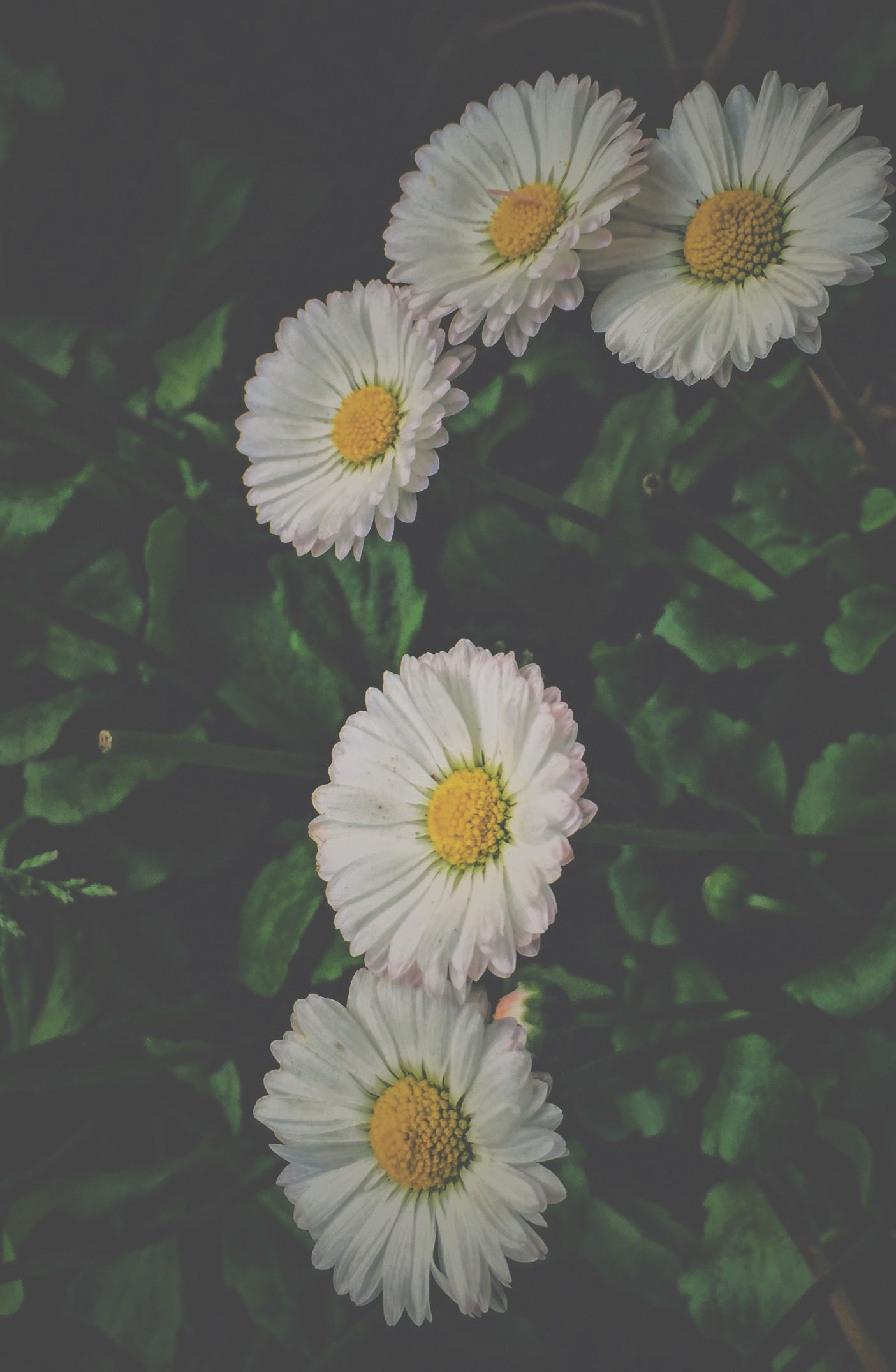 Daisy Aesthetic Wallpapers on WallpaperDog