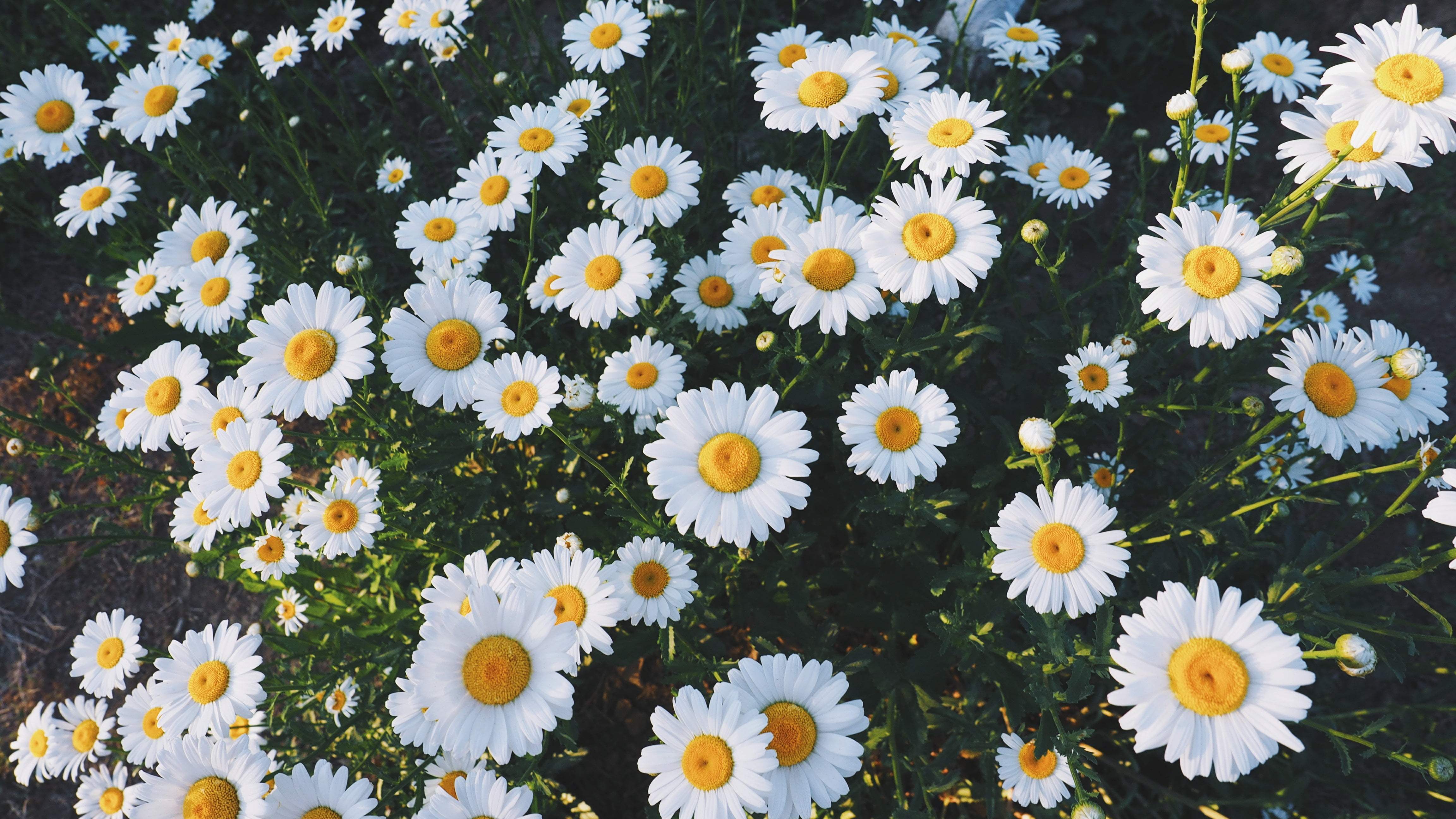 Daisy Aesthetic Wallpapers On Wallpaperdog