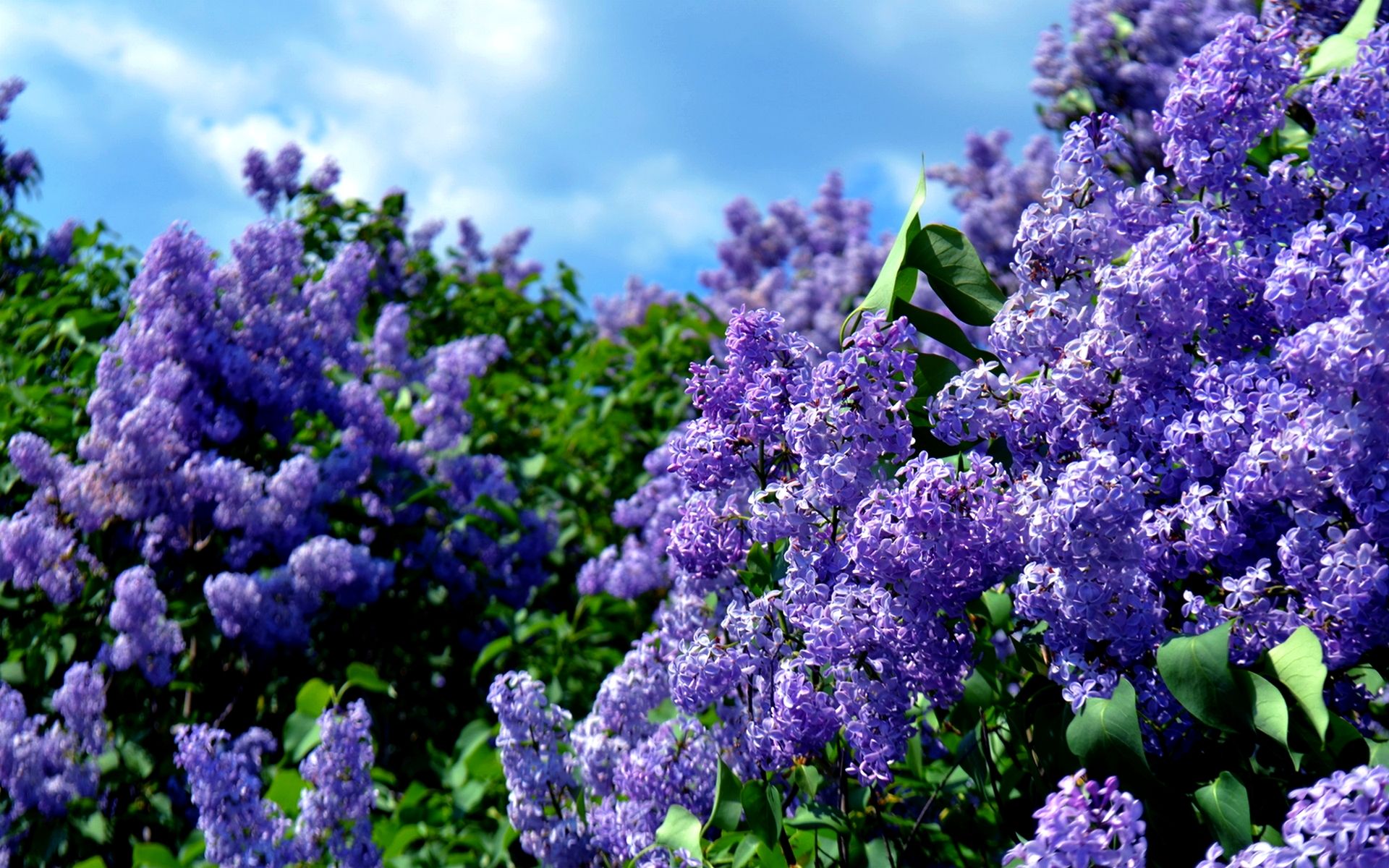 Single Lilac Wallpaper For Desktop