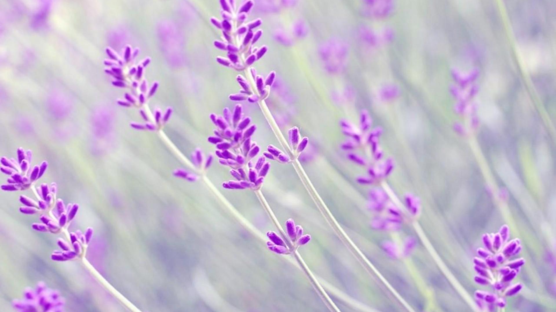 Lavender Desktop Wallpapers.