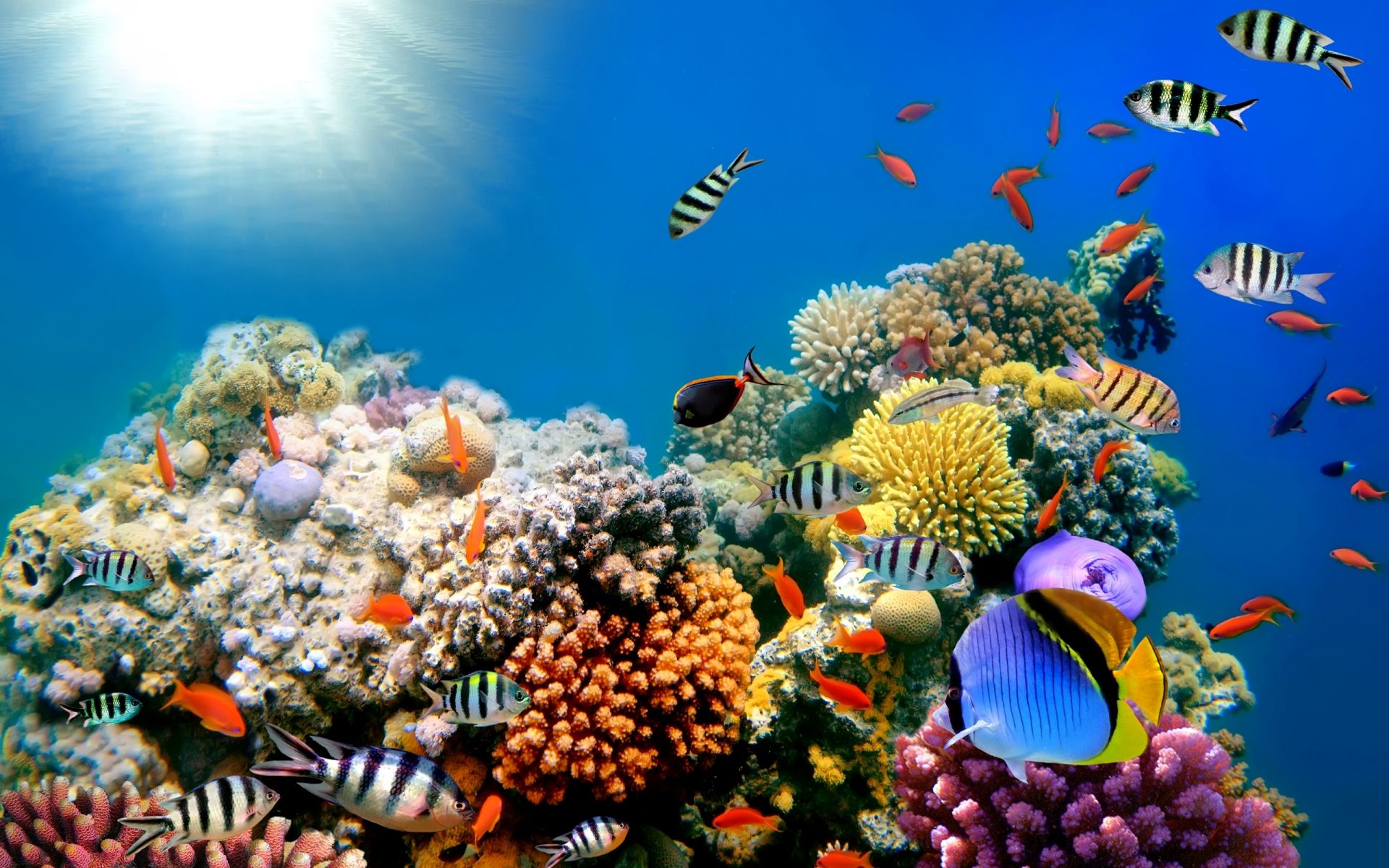 Underwater Ocean Wallpapers on WallpaperDog