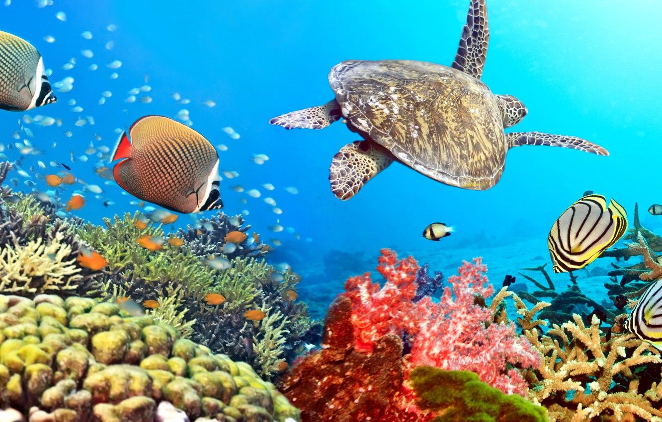 Sea Turtles, Underwater Life Okean Wallpaper Hd For Mobile Phone Laptop :  Wallpapers13.com