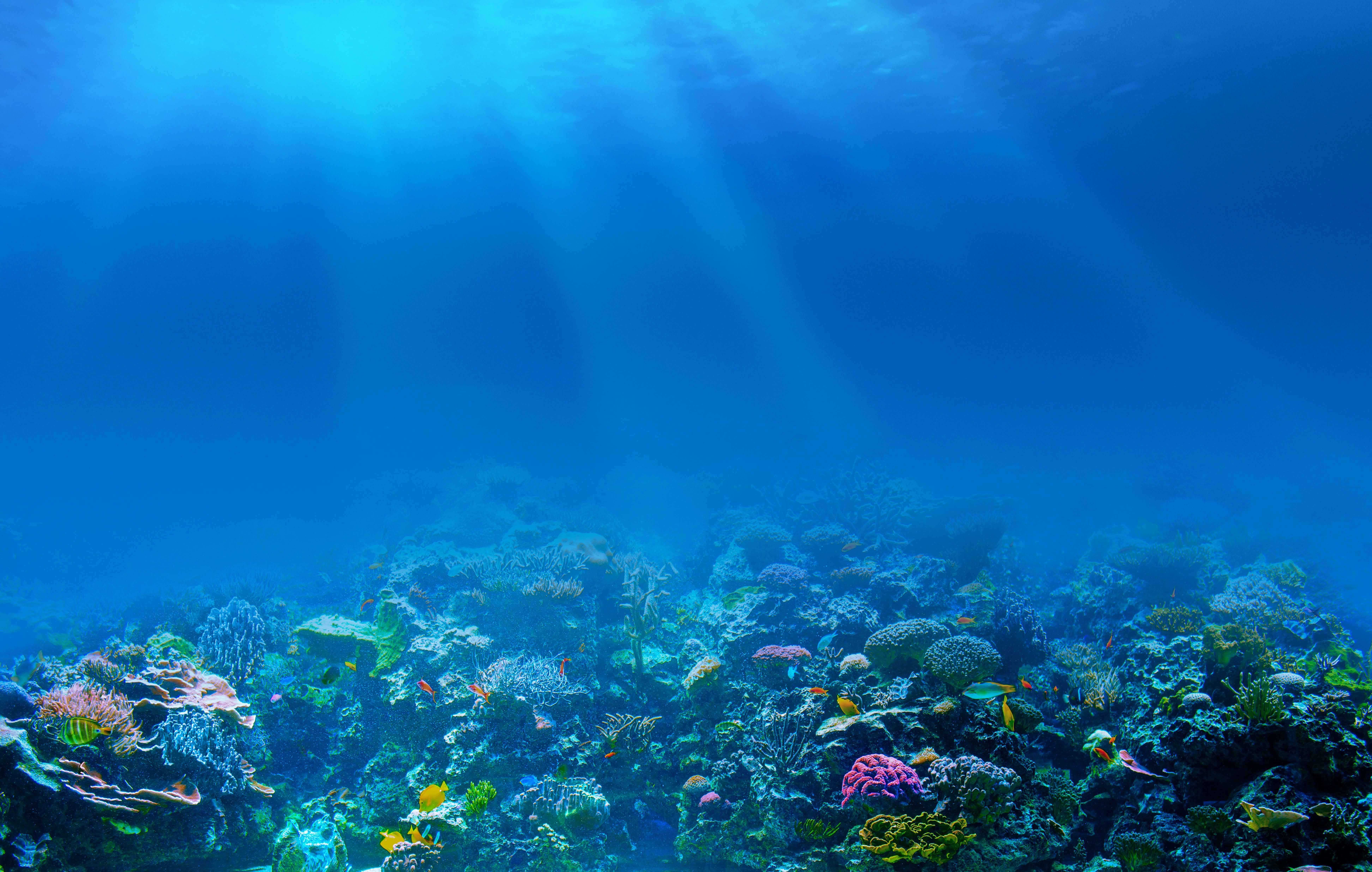 Underwater Ocean Wallpapers On Wallpaperdog