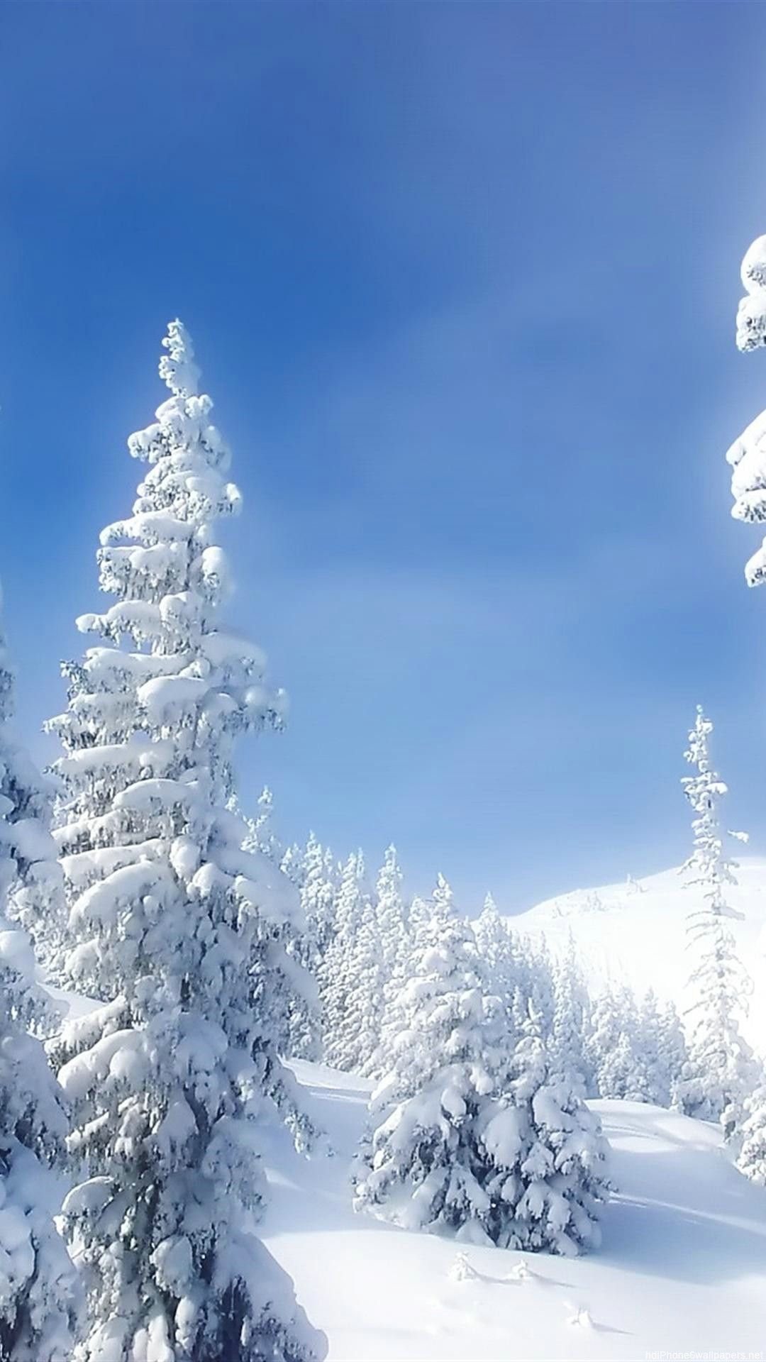 Snow-Covered Trees 4K wallpaper download