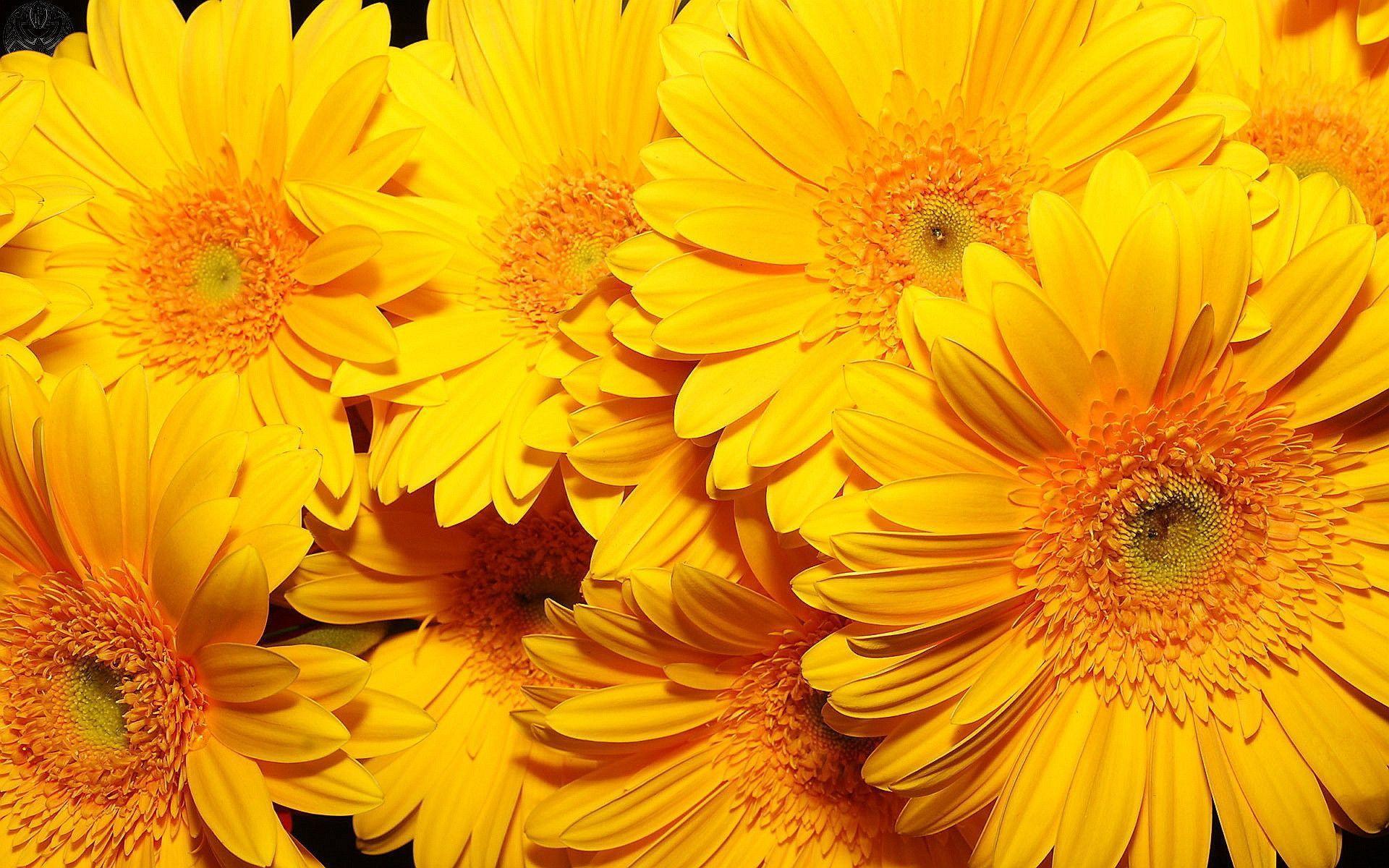 Yellow Flower Wallpapers On WallpaperDog