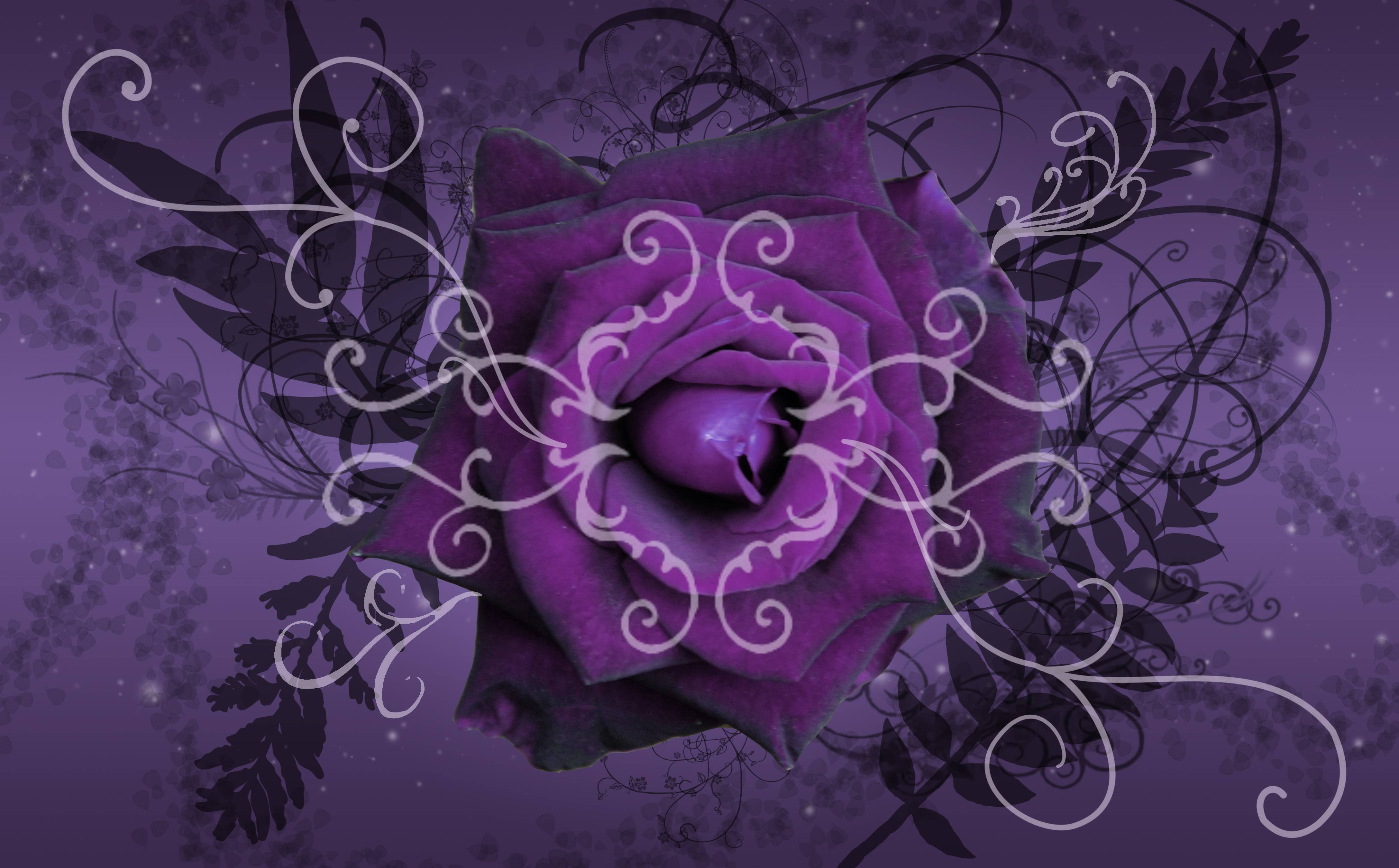 Chợt nghe đến hoa hồng tím, bạn hẳn sẽ liên tưởng đến một thế giới lãng mạn đầy ảo mộng. Hãy tải ngay Purple Roses Desktop Wallpapers để khiến cho không gian làm việc hay học tập của mình trở nên sinh động và tinh tế hơn.