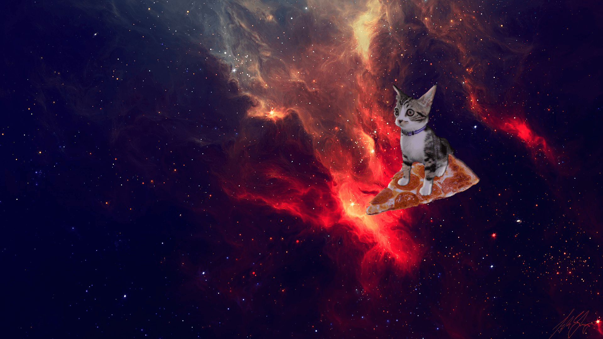 Pizza Cat Wallpapers on WallpaperDog