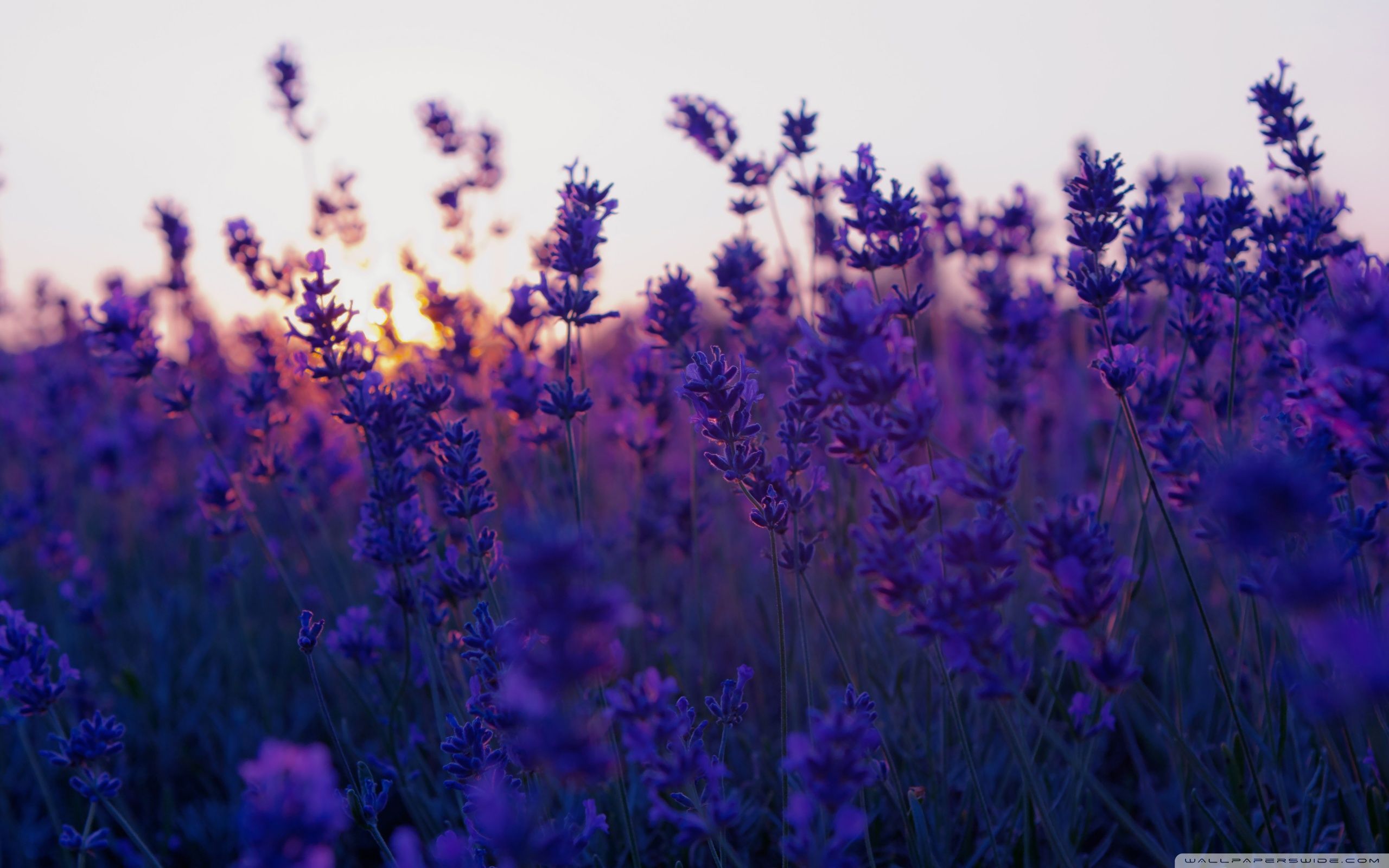 Free download Solid Lavender Color Wallpaper Viewing Gallery 1600x900 for  your Desktop Mobile  Tablet  Explore 77 Lavender Color Wallpaper  Lavender  Wallpaper Lavender Background Lavender Flower Wallpaper