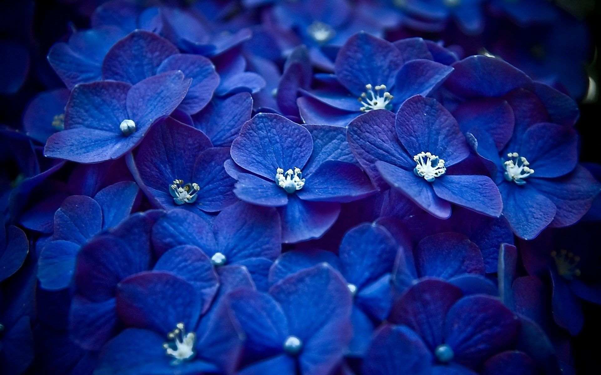 Indigo Flower Wallpapers on WallpaperDog