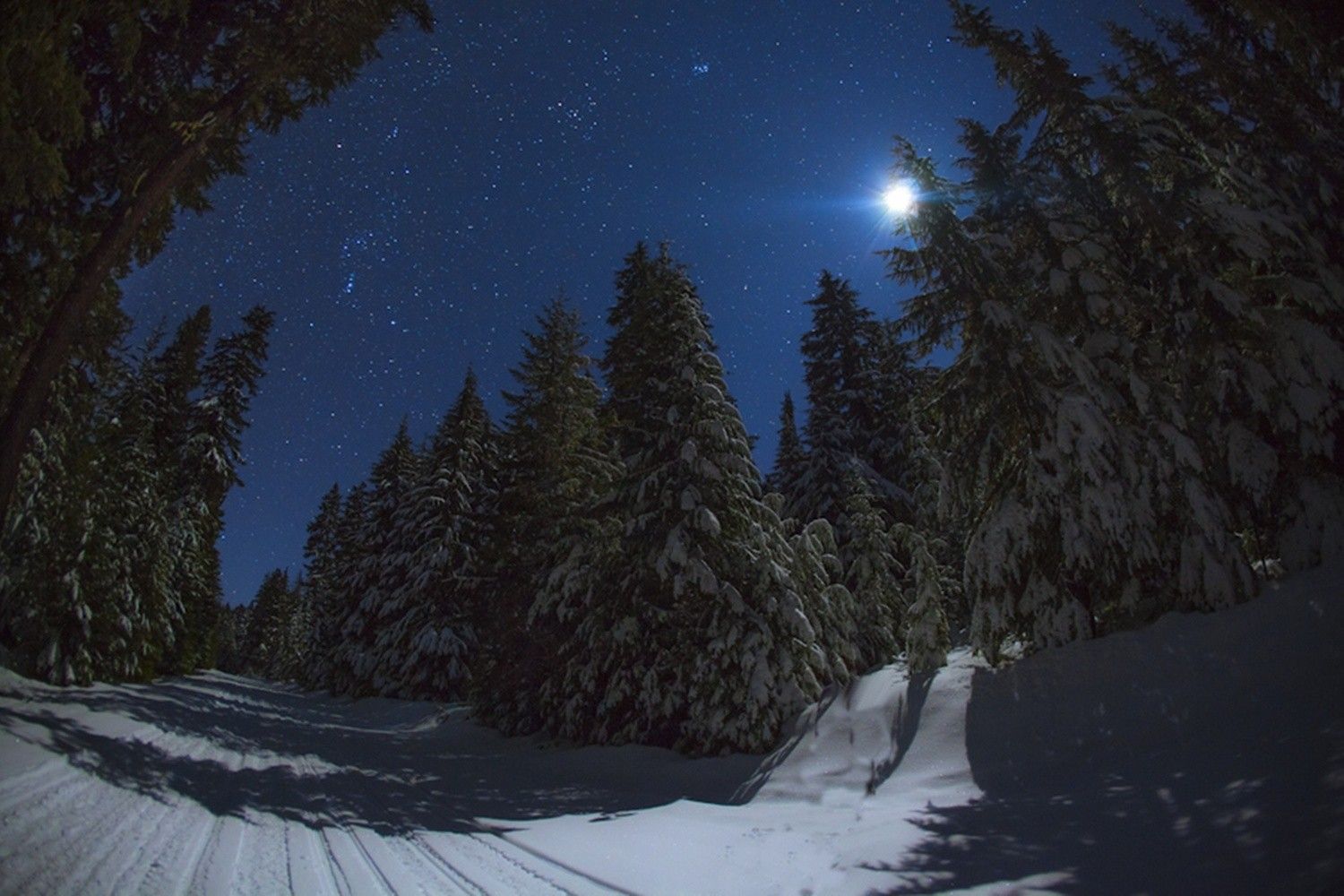 Стояла тихая морозная ночь. Зима ночь. Зимний лес ночью. Ночь зимой. «Ночь в лесу».