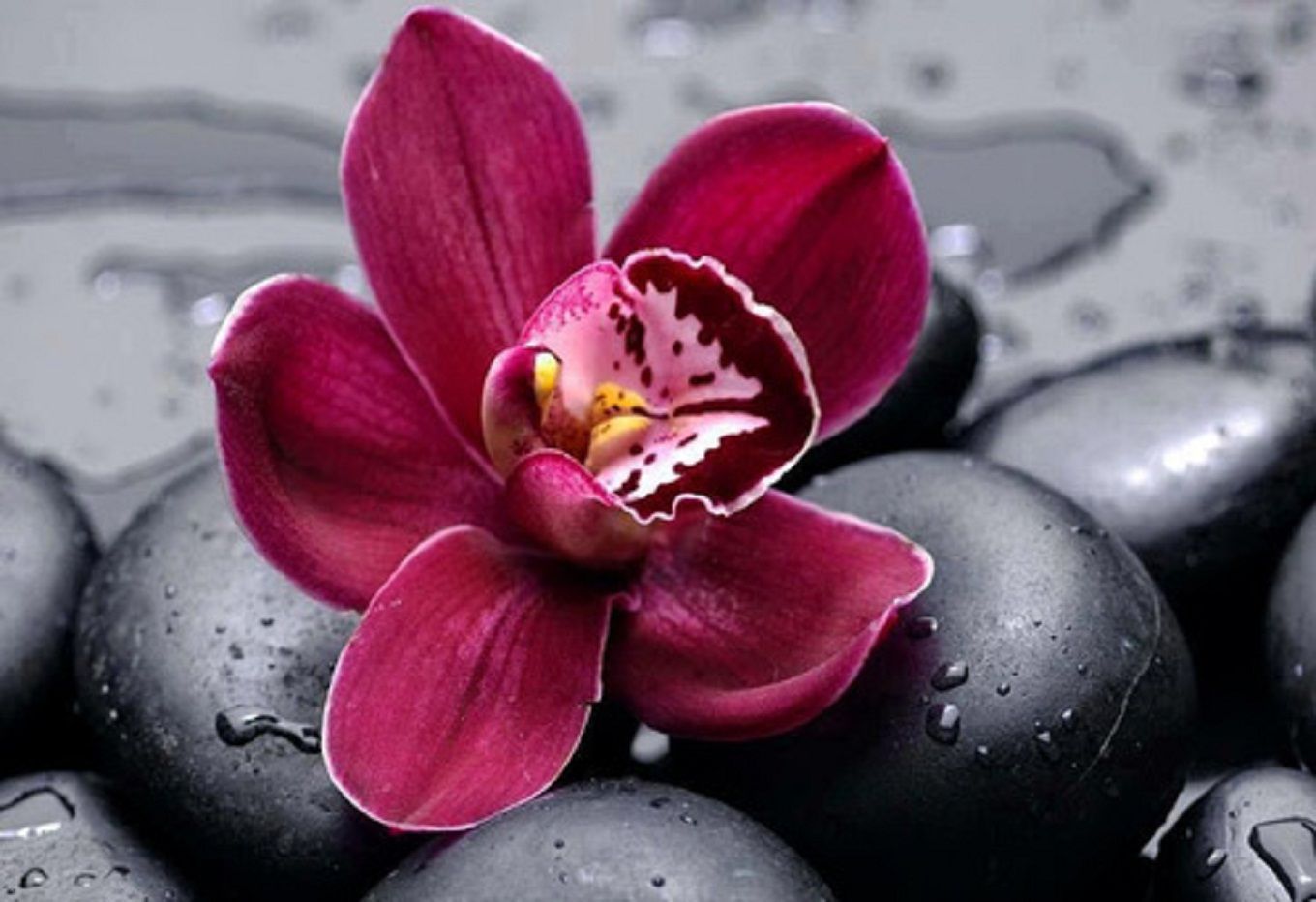 Red Orchid Wallpapers on WallpaperDog