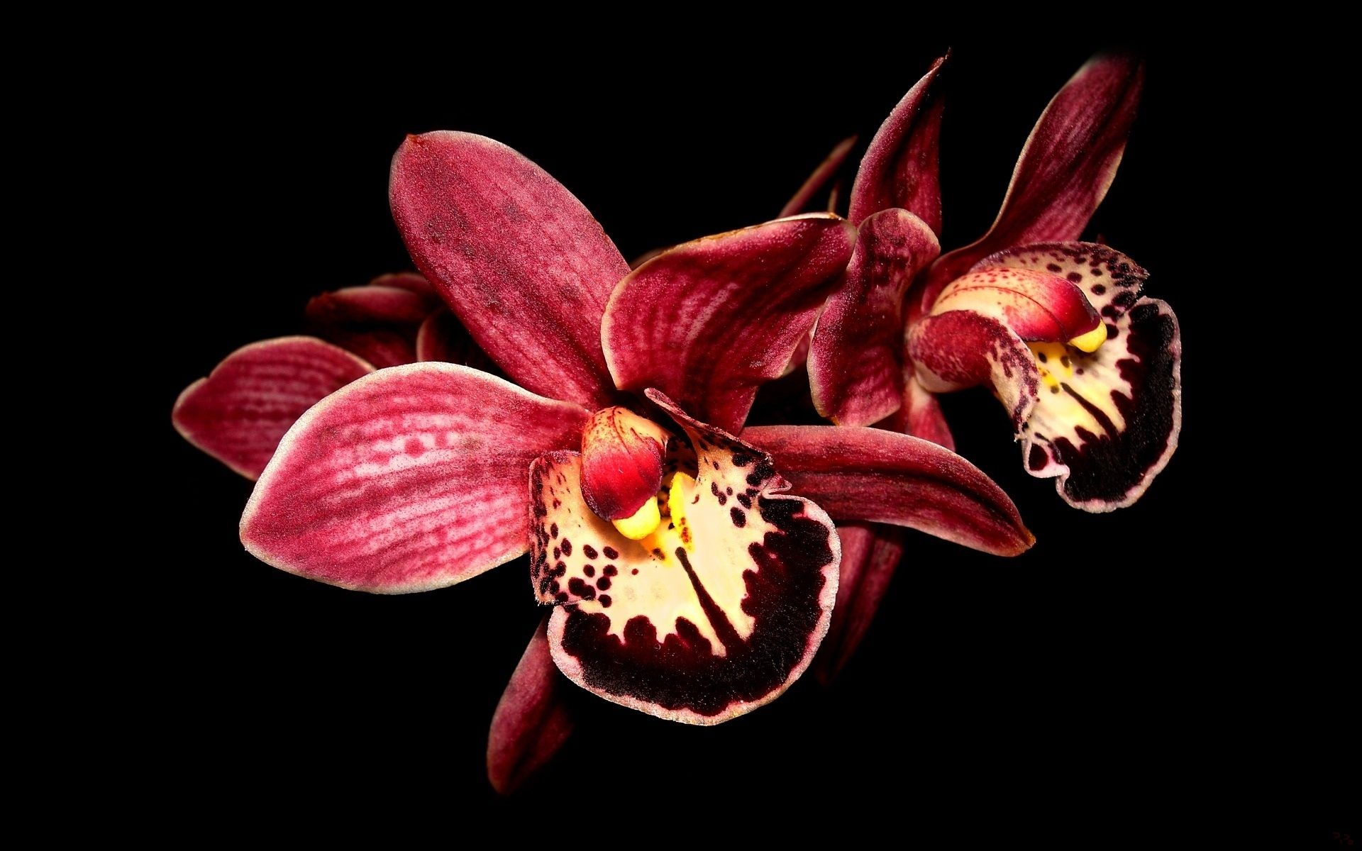 Red Orchid Wallpapers on WallpaperDog