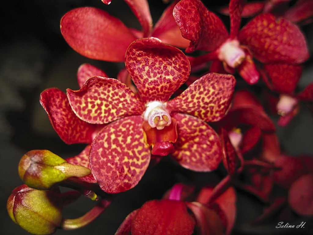 Red Orchid Wallpapers on WallpaperDog