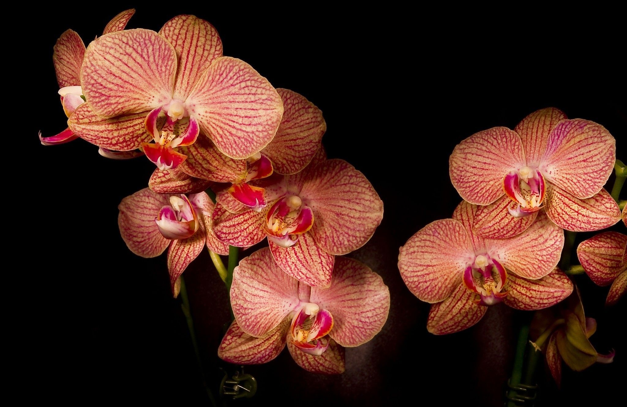 Red Orchid Wallpapers on WallpaperDog