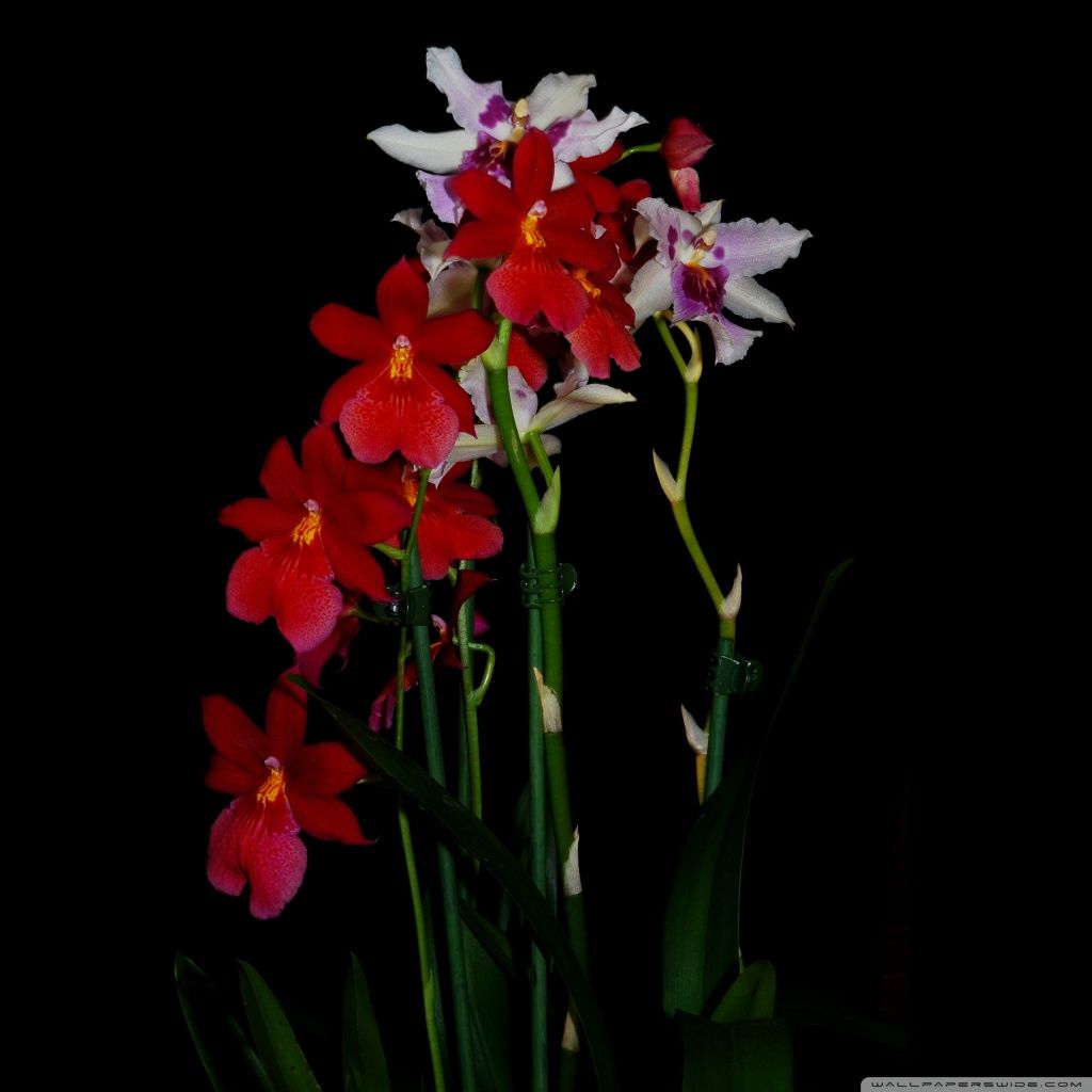 Red Orchid Wallpapers on WallpaperDog