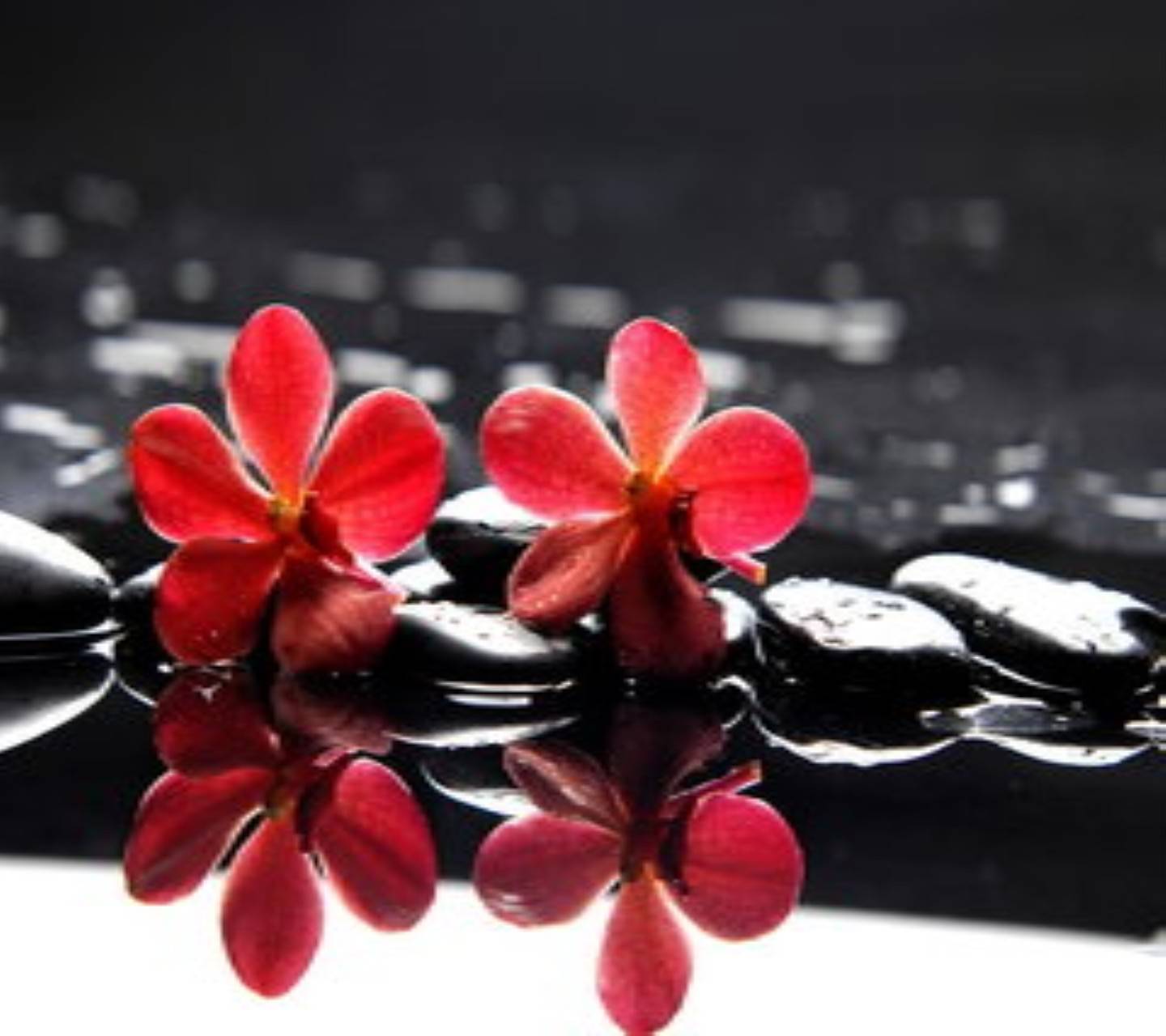 Red Orchid Wallpapers on WallpaperDog