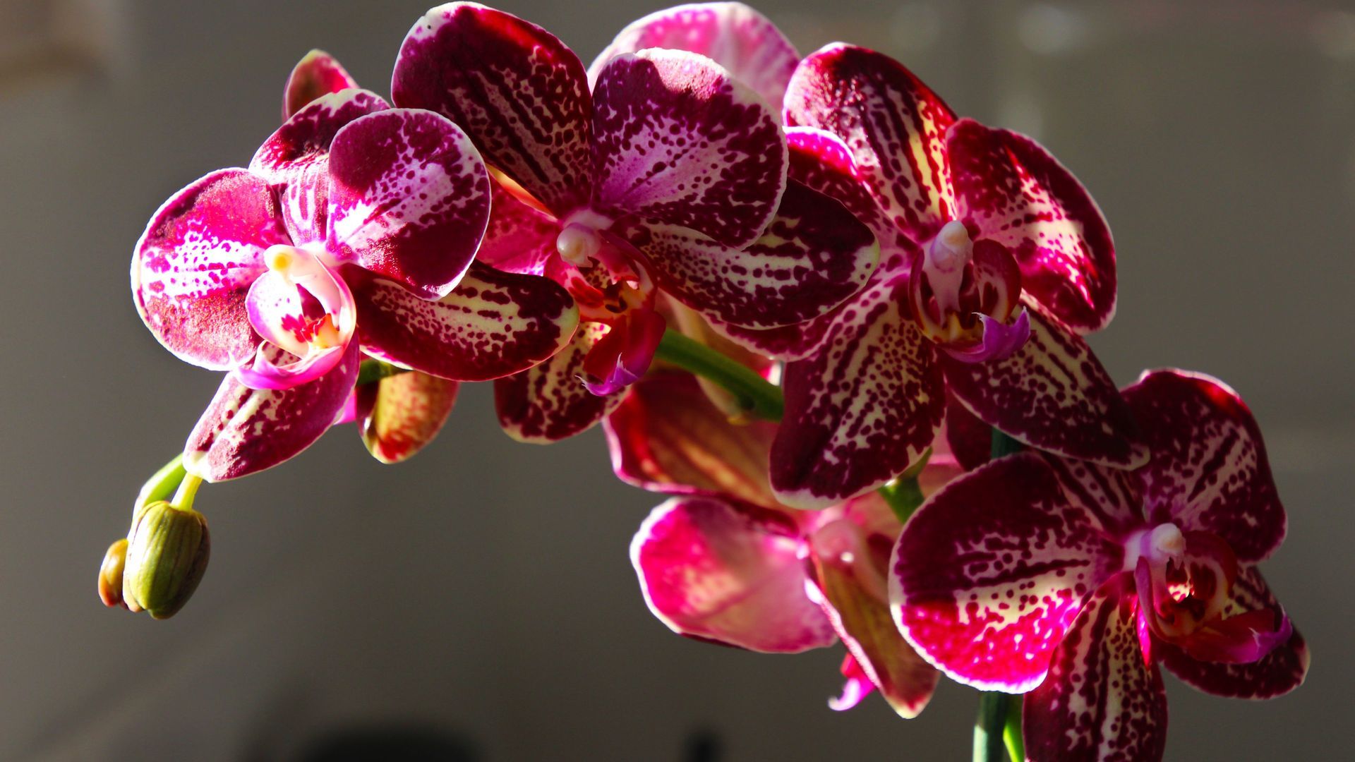 Red Orchid Wallpapers on WallpaperDog