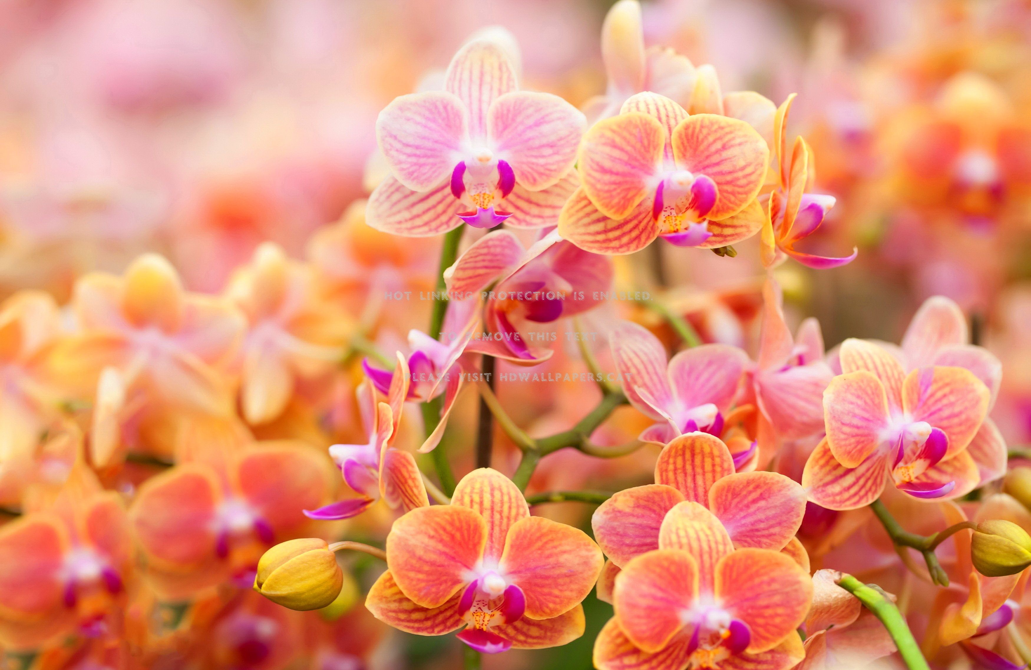 Beautiful Orchids Wallpapers on WallpaperDog