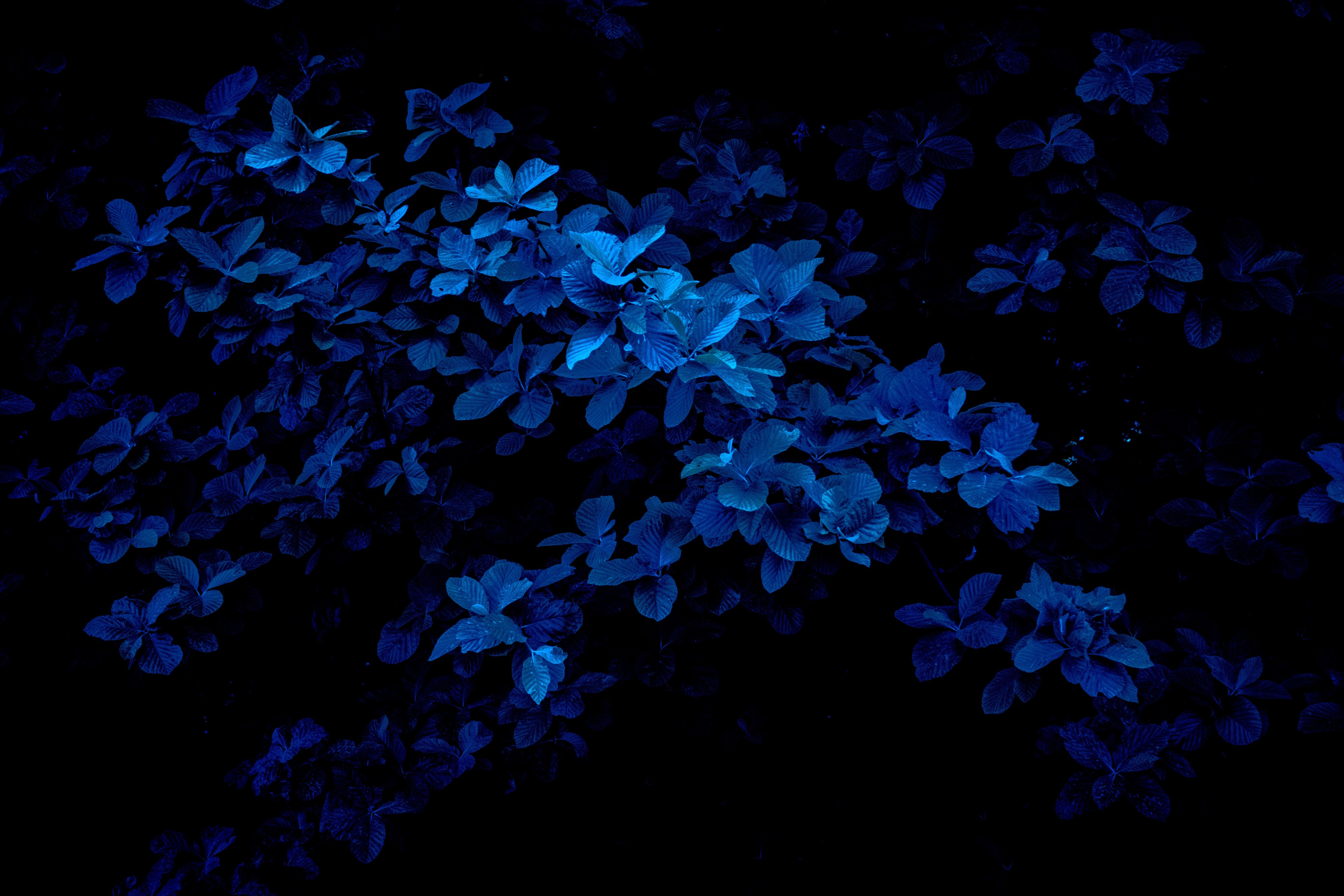 Dark Blue Wallpapers on WallpaperDog