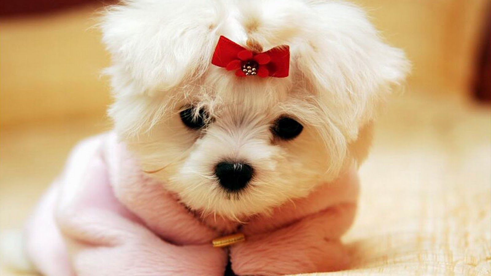 Cute Dog Wallpapers on WallpaperDog