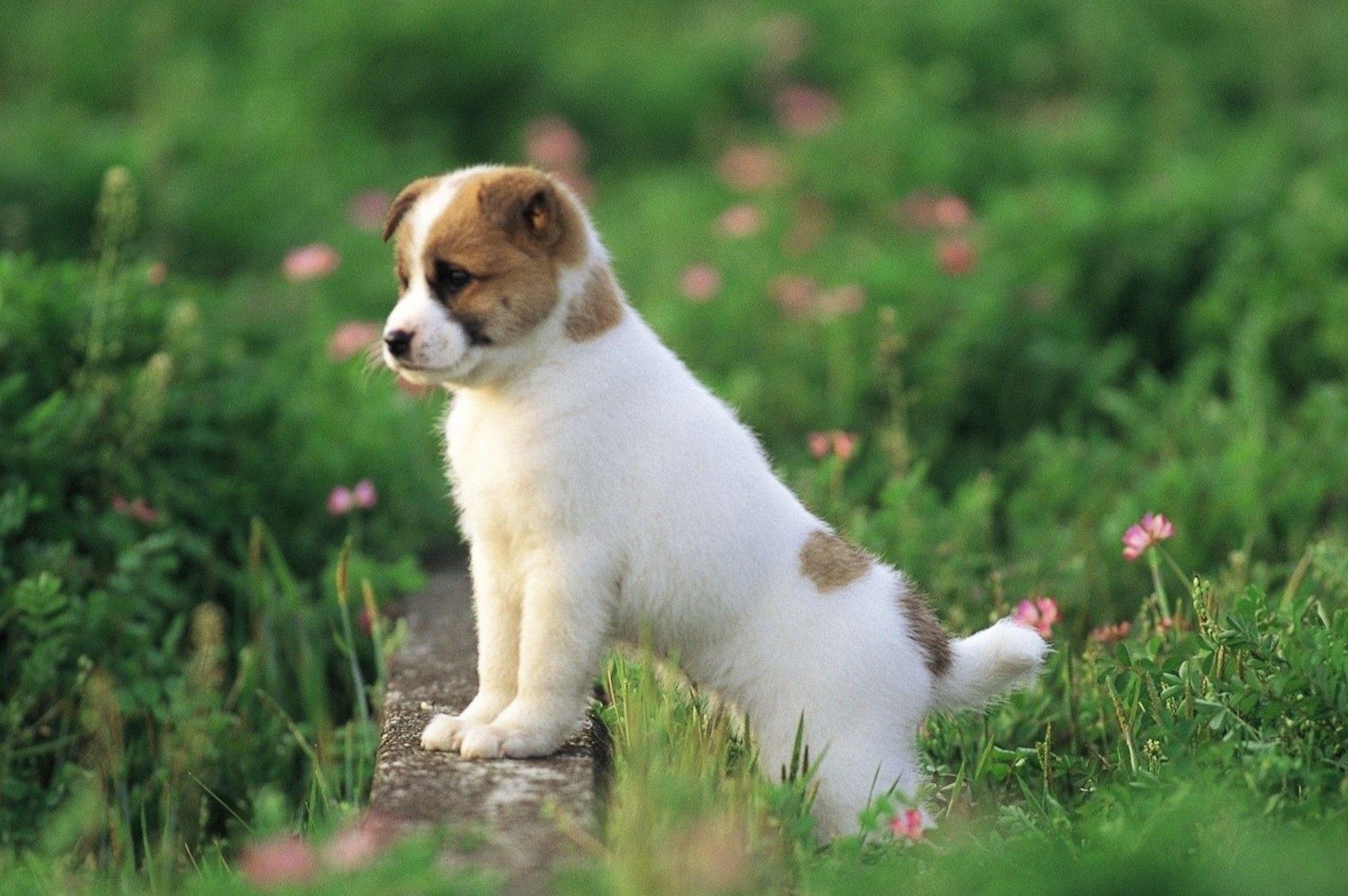 Cute Dog Wallpapers on WallpaperDog