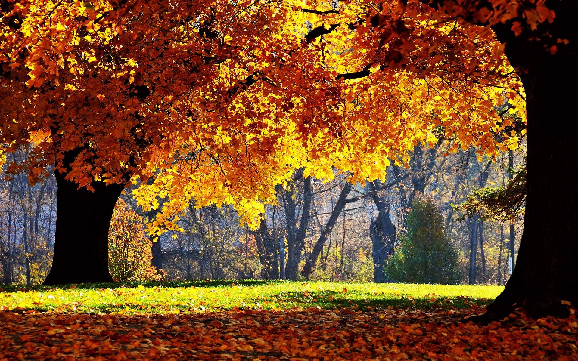 Fall Wallpapers for Desktop 64 images
