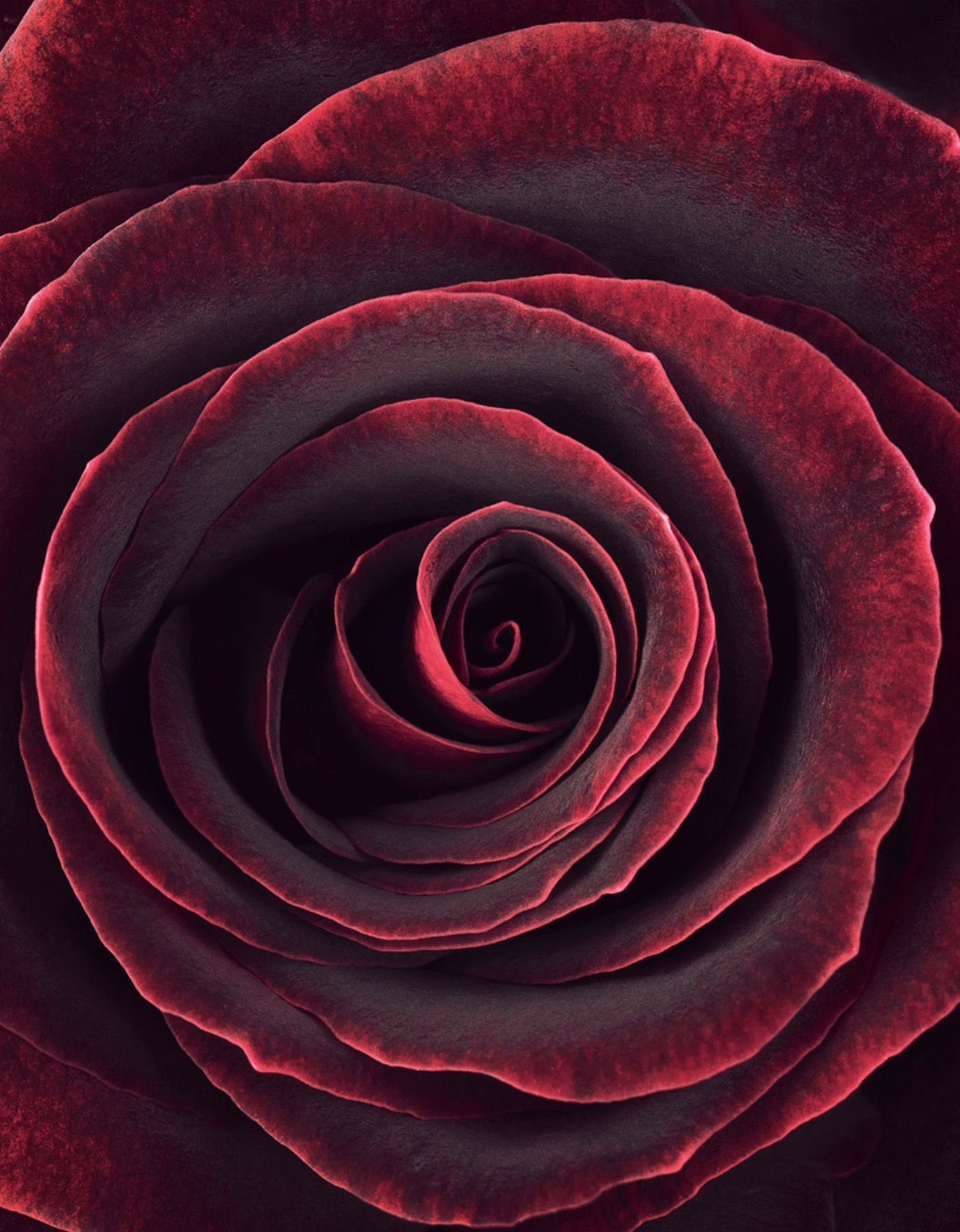 Photo Roses maroon flower Closeup