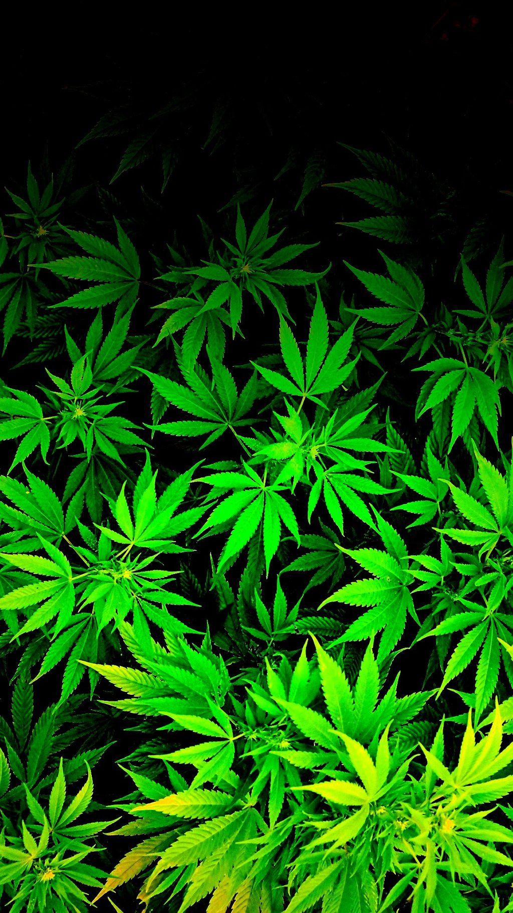 weed wallpapers