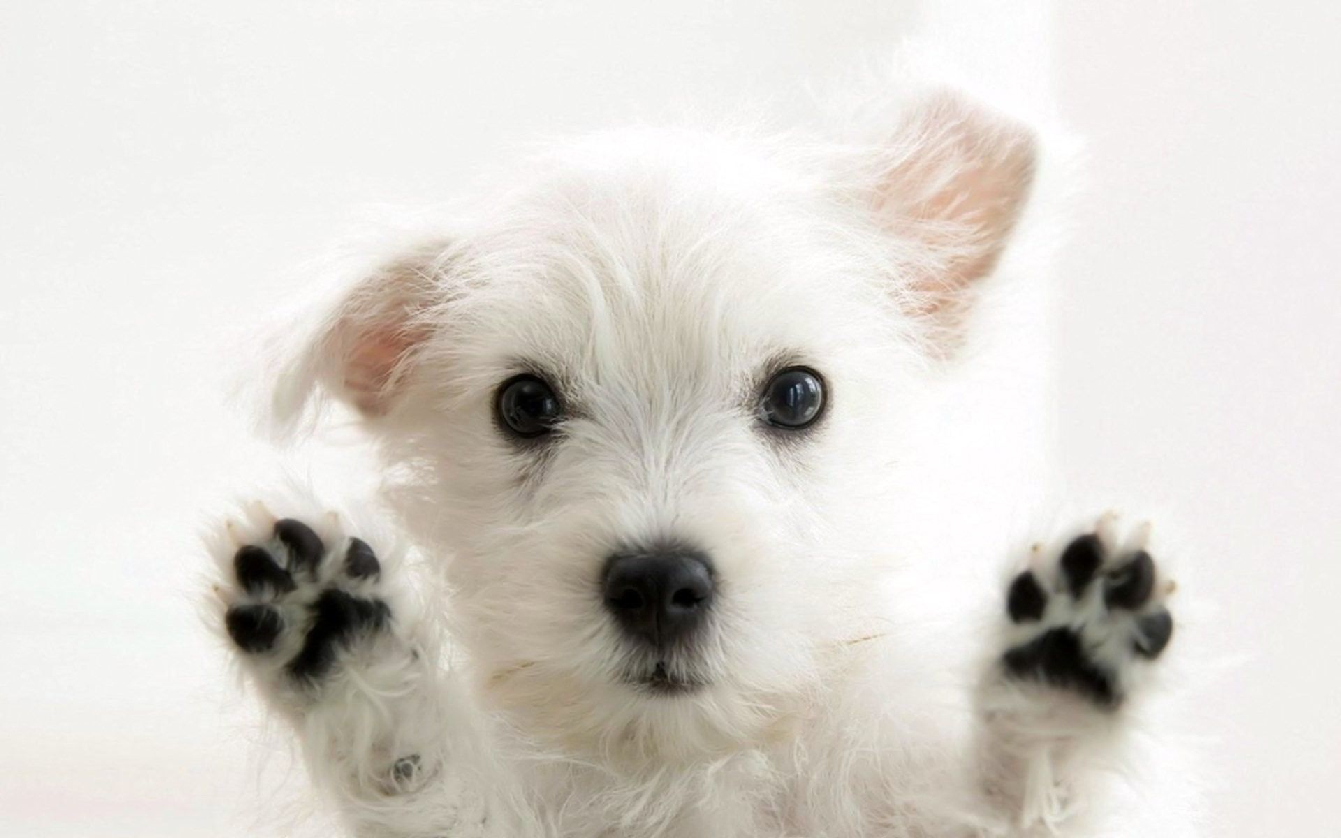 Puppy PC Wallpapers on WallpaperDog