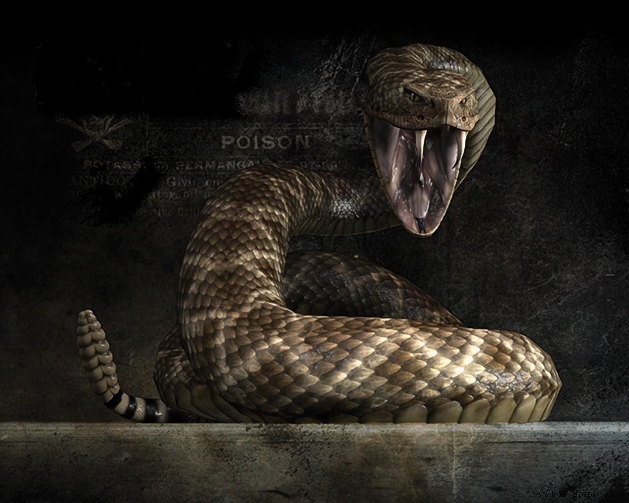 Snake Head Wallpapers on WallpaperDog